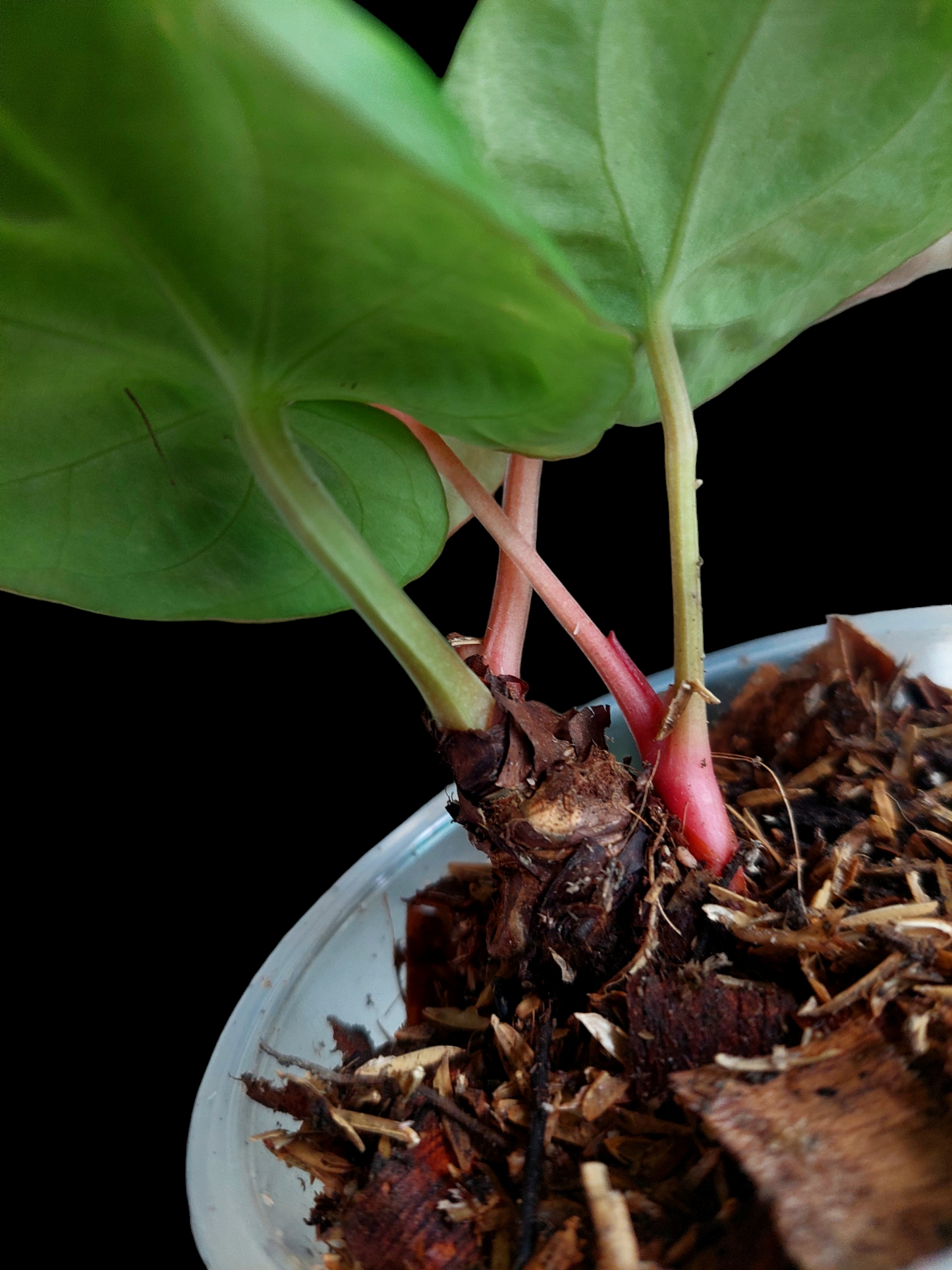 Anthurium Dressleri 'Emberá-Wounaan' Wild Ecotype 4 Leaves Small Size (EXACT PLANT)