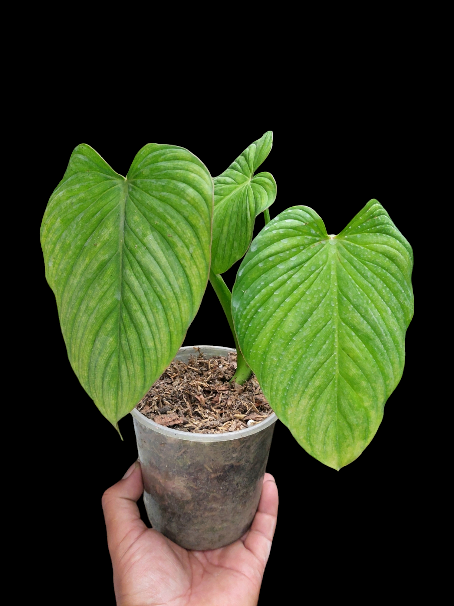 philodendron plowmanii Philodendron Plowmanii "Limon Glow" (EXACT PLANT) – Amazon Plants Peru