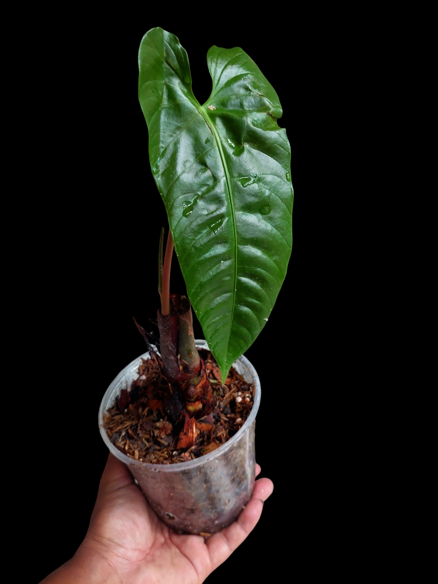anthurium recavum Anthurium Recavum (EXACT PLANT) – Amazon Plants Peru