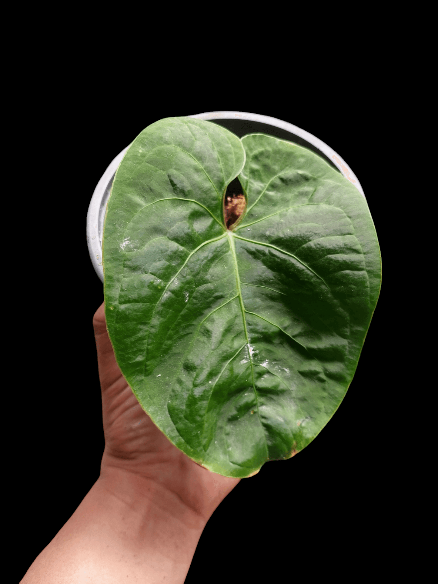 Anthurium Carpishense (EXACT PLANT)