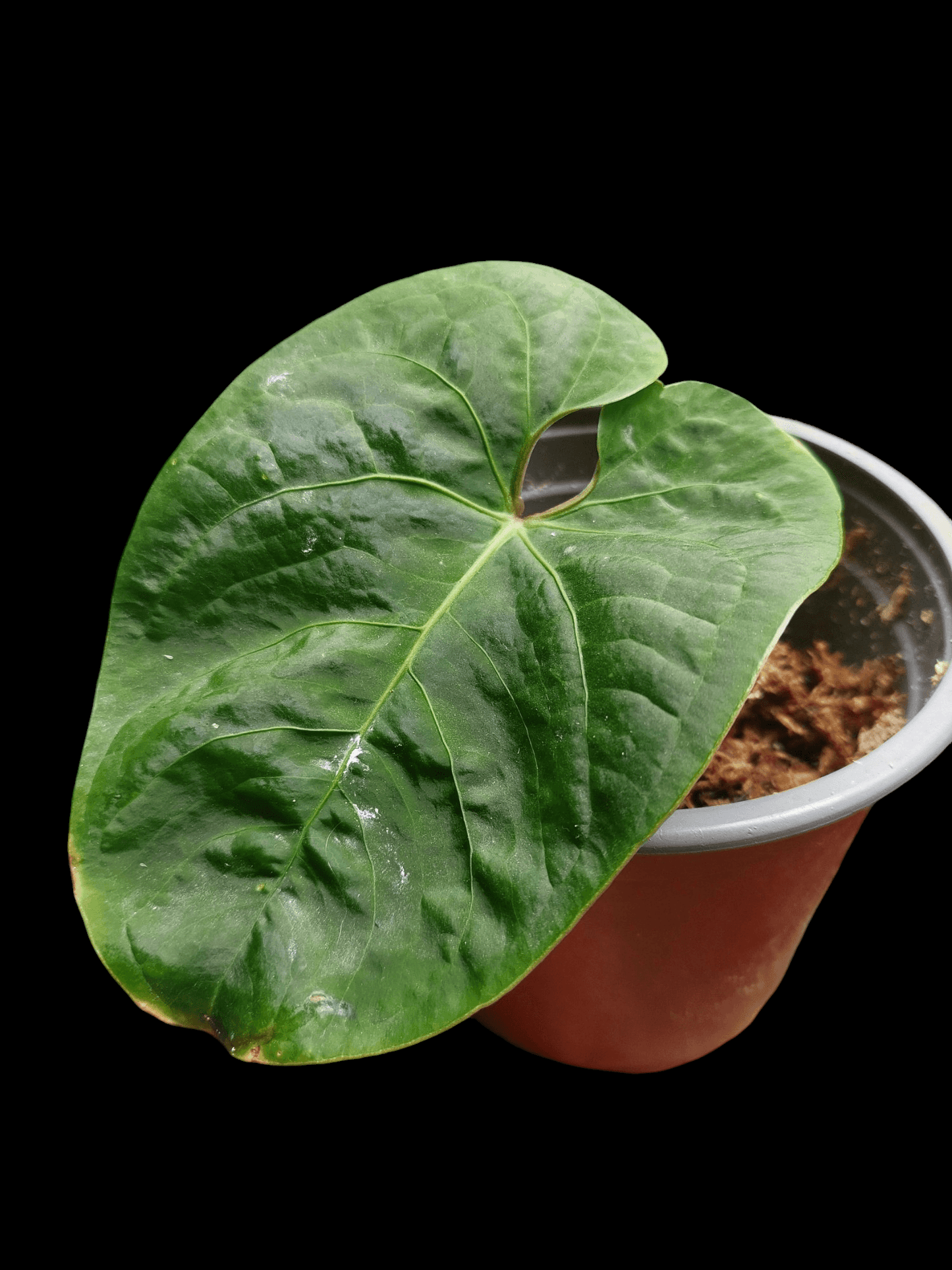 Anthurium Carpishense (EXACT PLANT)