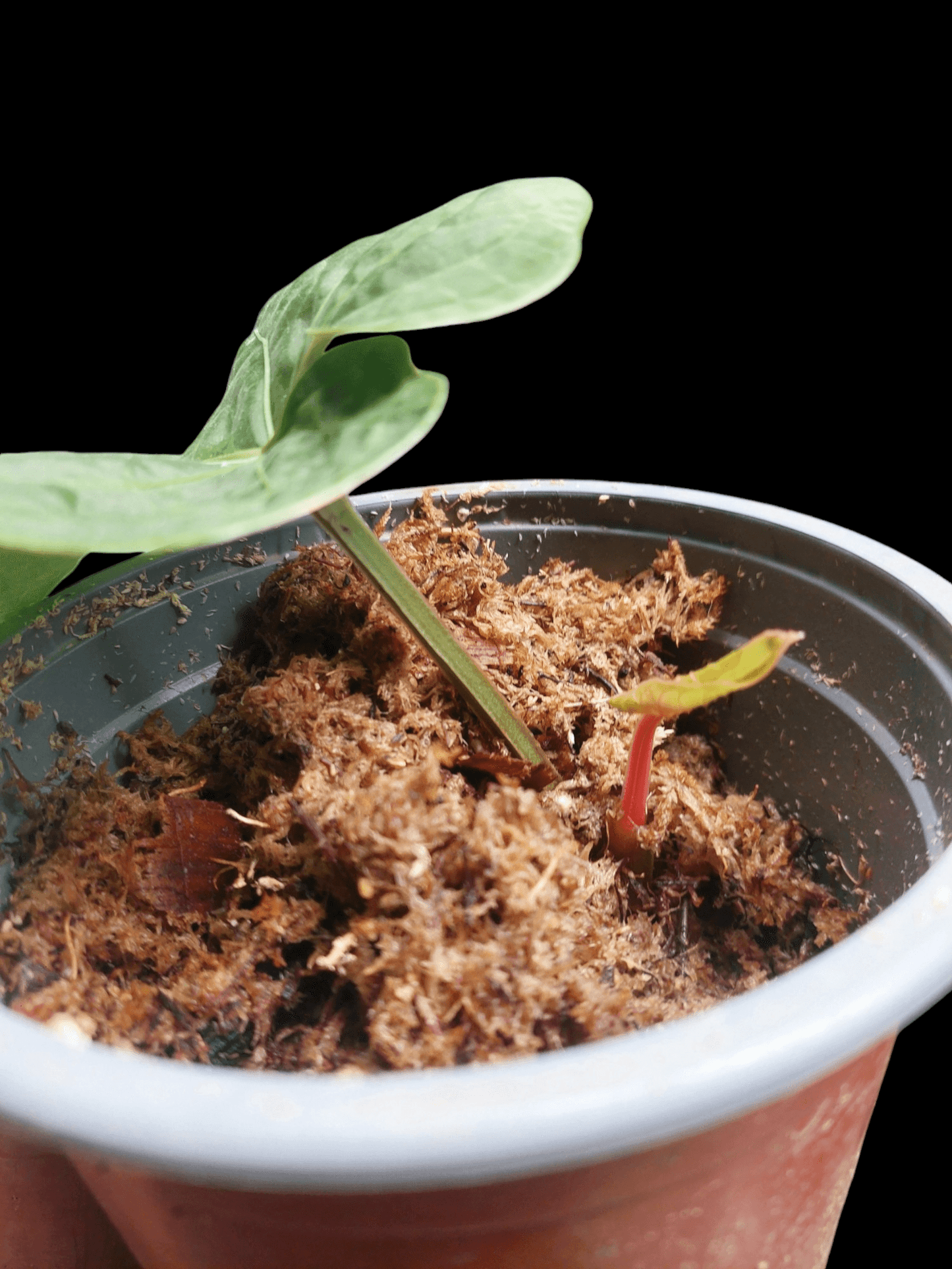 Anthurium Carpishense (EXACT PLANT)