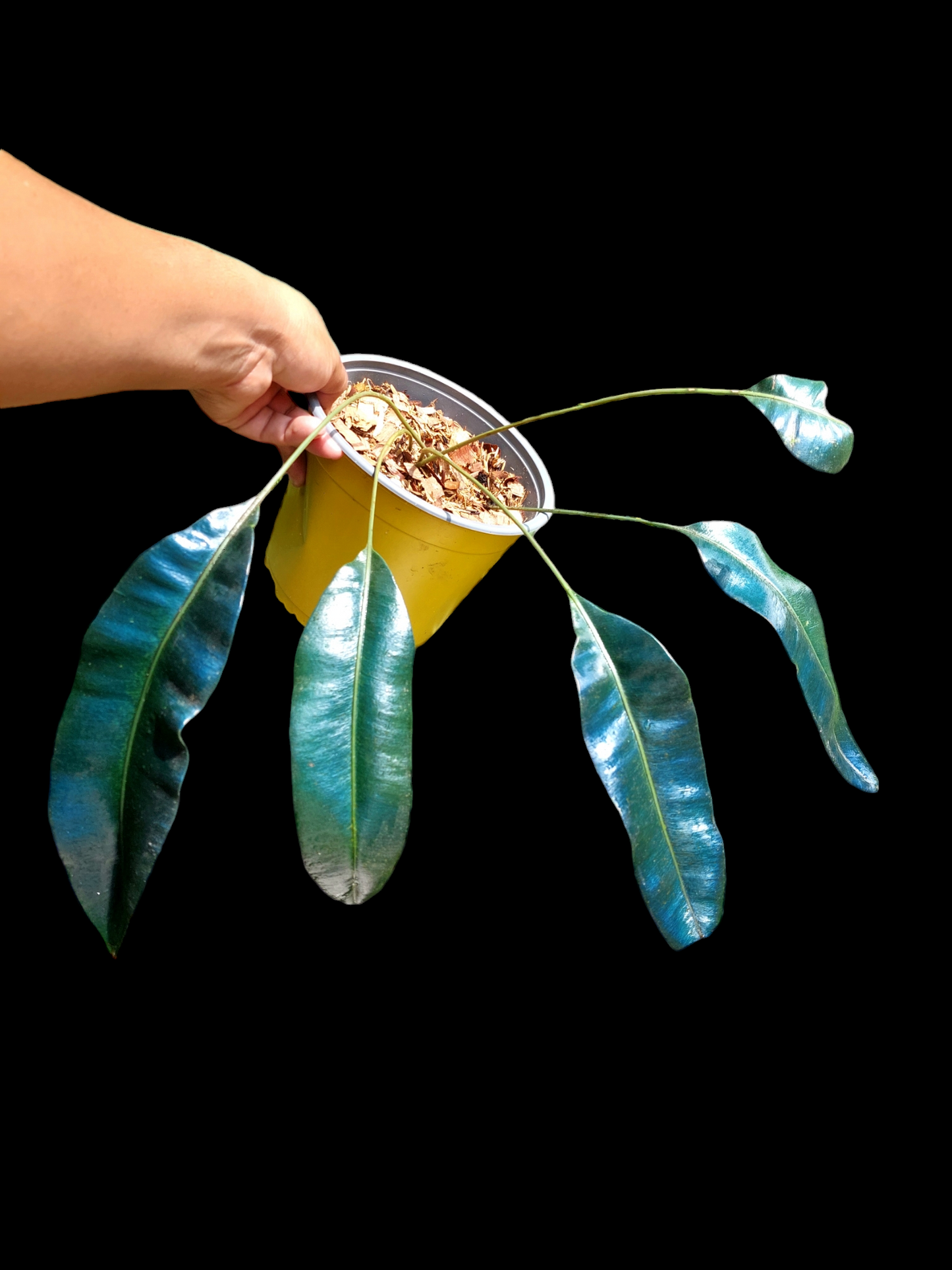 Elaphoglossum Metallicum 'Blue Oil Fern' Peru Form Wild Ecotype BIG PLANT (EXACT PLANT)