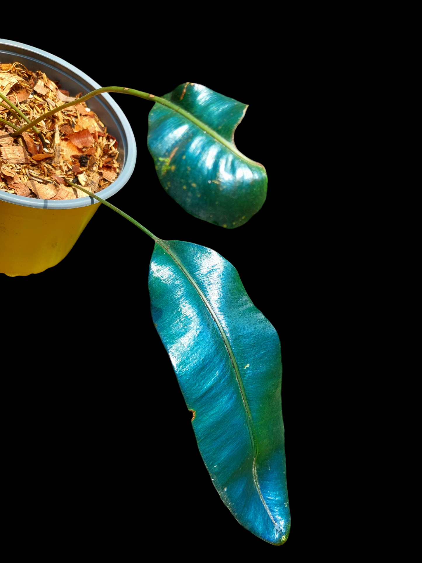 Elaphoglossum Metallicum 'Blue Oil Fern' Peru Form Wild Ecotype BIG PLANT (EXACT PLANT)