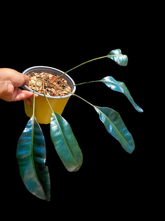 Elaphoglossum Metallicum 'Blue Oil Fern' Peru Form Wild Ecotype BIG PLANT (EXACT PLANT)