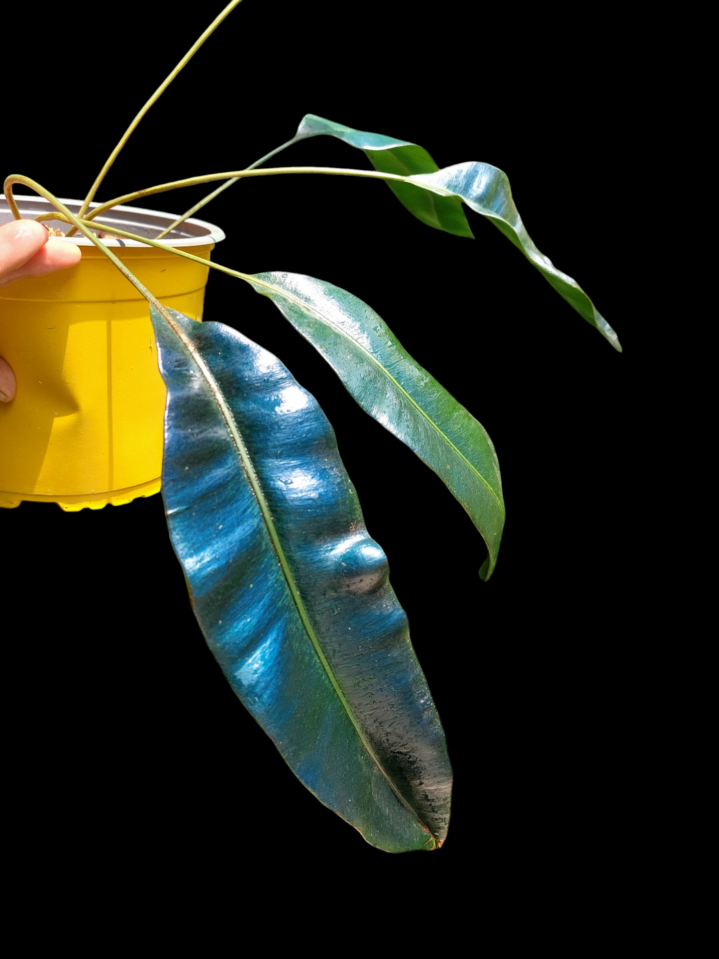 Elaphoglossum Metallicum 'Blue Oil Fern' Peru Form Wild Ecotype BIG PLANT (EXACT PLANT)