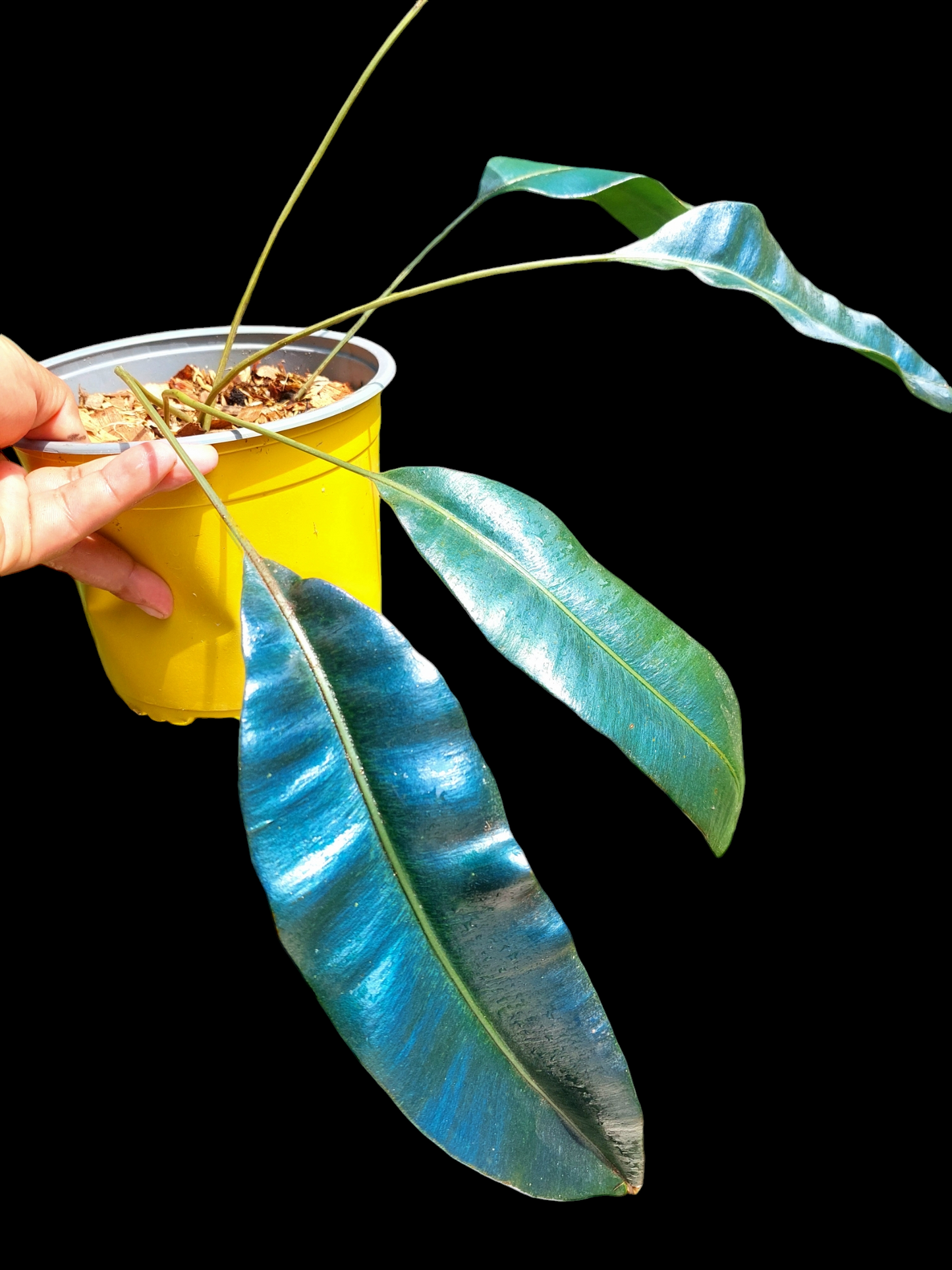 Elaphoglossum Metallicum 'Blue Oil Fern' Peru Form Wild Ecotype BIG PLANT (EXACT PLANT)