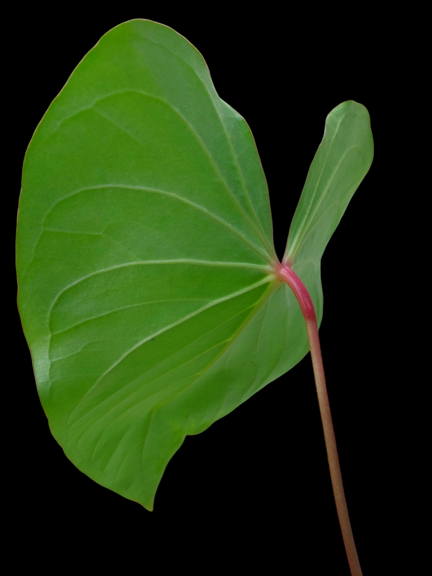 Anthurium sp. 'Amazon Red Petiole' (EXACT PLANT)