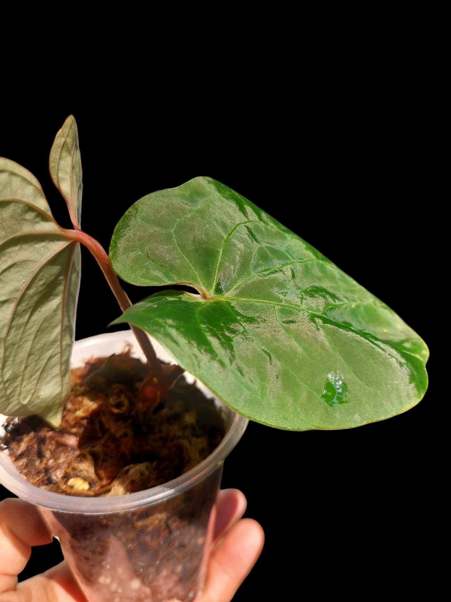 Anthurium Carpishense Small Size 2 Leaves(EXACT PLANT)