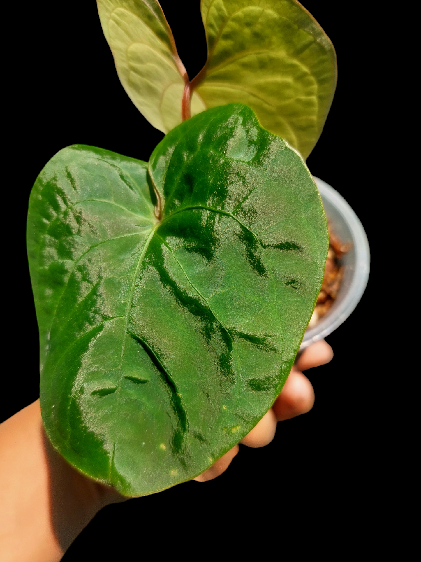 Anthurium Carpishense Small Size 2 Leaves(EXACT PLANT)