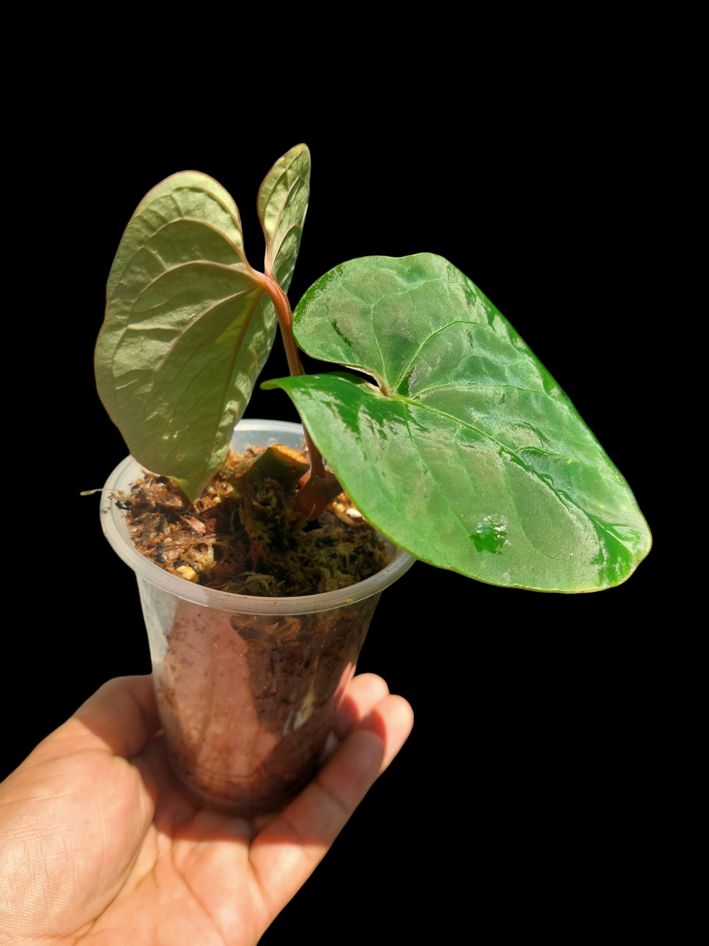 Anthurium Carpishense Small Size 2 Leaves(EXACT PLANT)