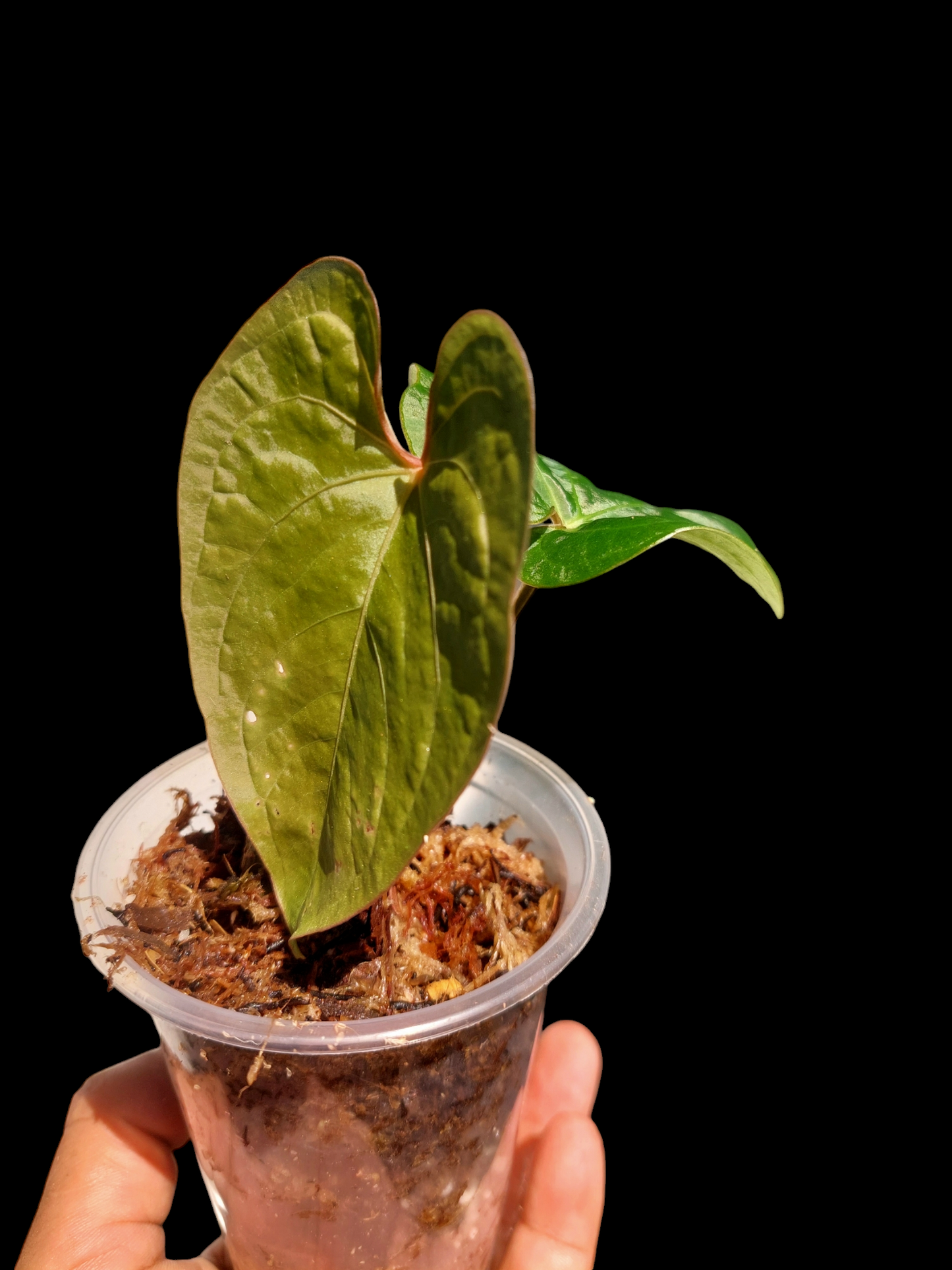 Anthurium Carpishense Small Size 2 Leaves(EXACT PLANT)