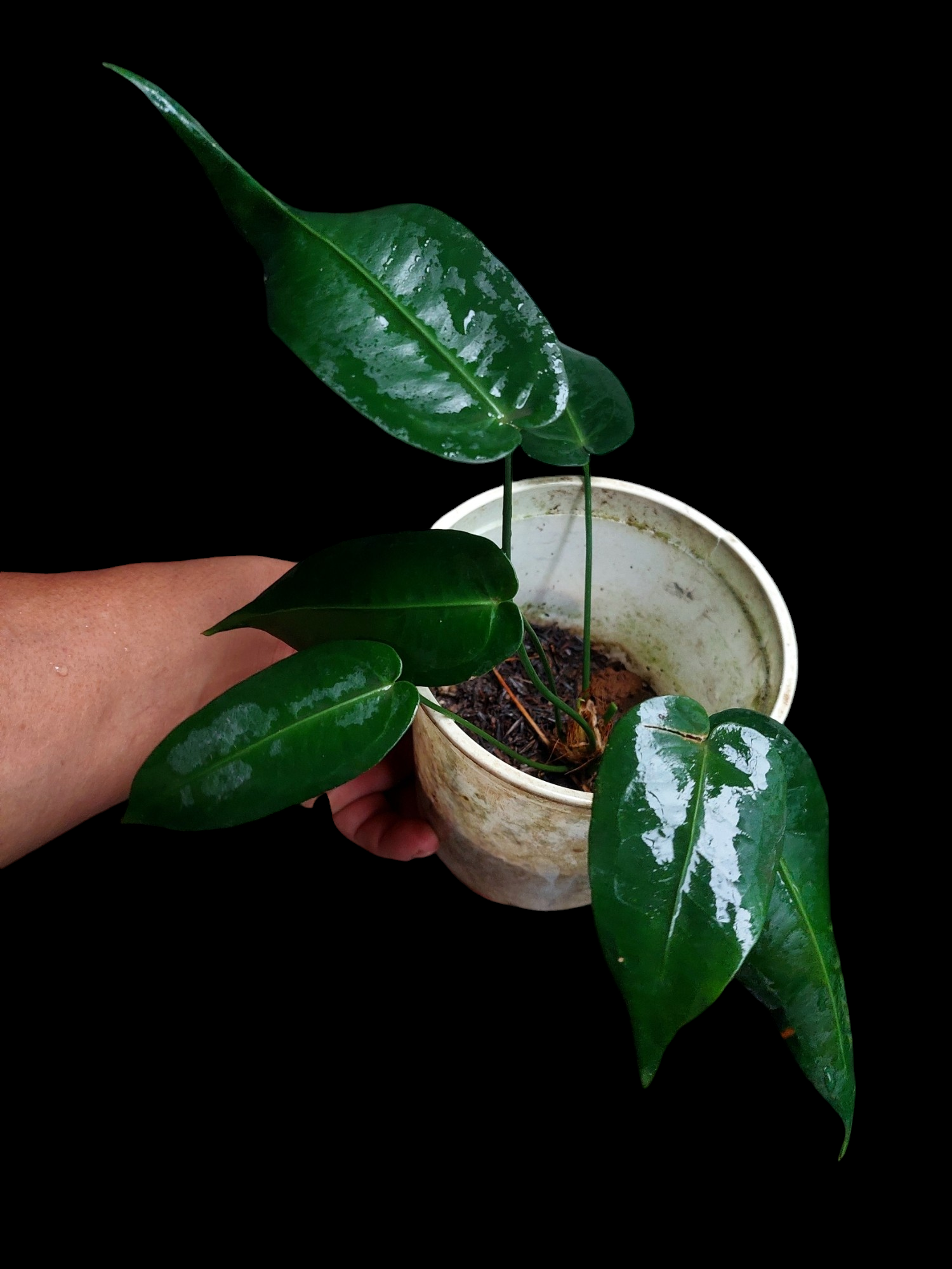 anthurium timplowmanii Anthurium Timplowmani Wild Ecotype with 6 Leaves (EXACT PLANT) – Amazon Plants Peru