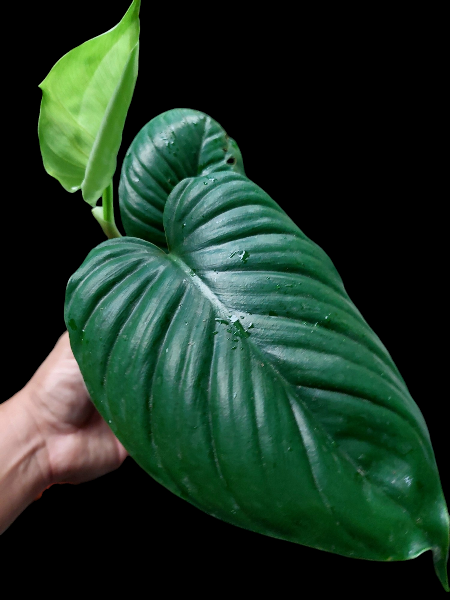 philodendron 3 leaves Philodendron sp. 'San Martin' Peru Wild Ecotype 3 Leaves (EXACT PLANT)