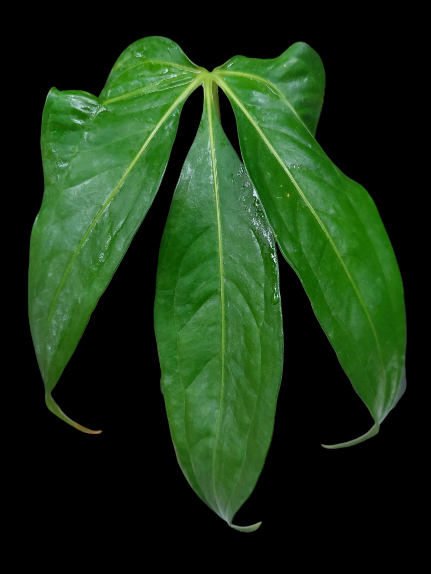 anthurium clavigerum Anthurium Clavigerum Peru Form (EXACT PLANT)
