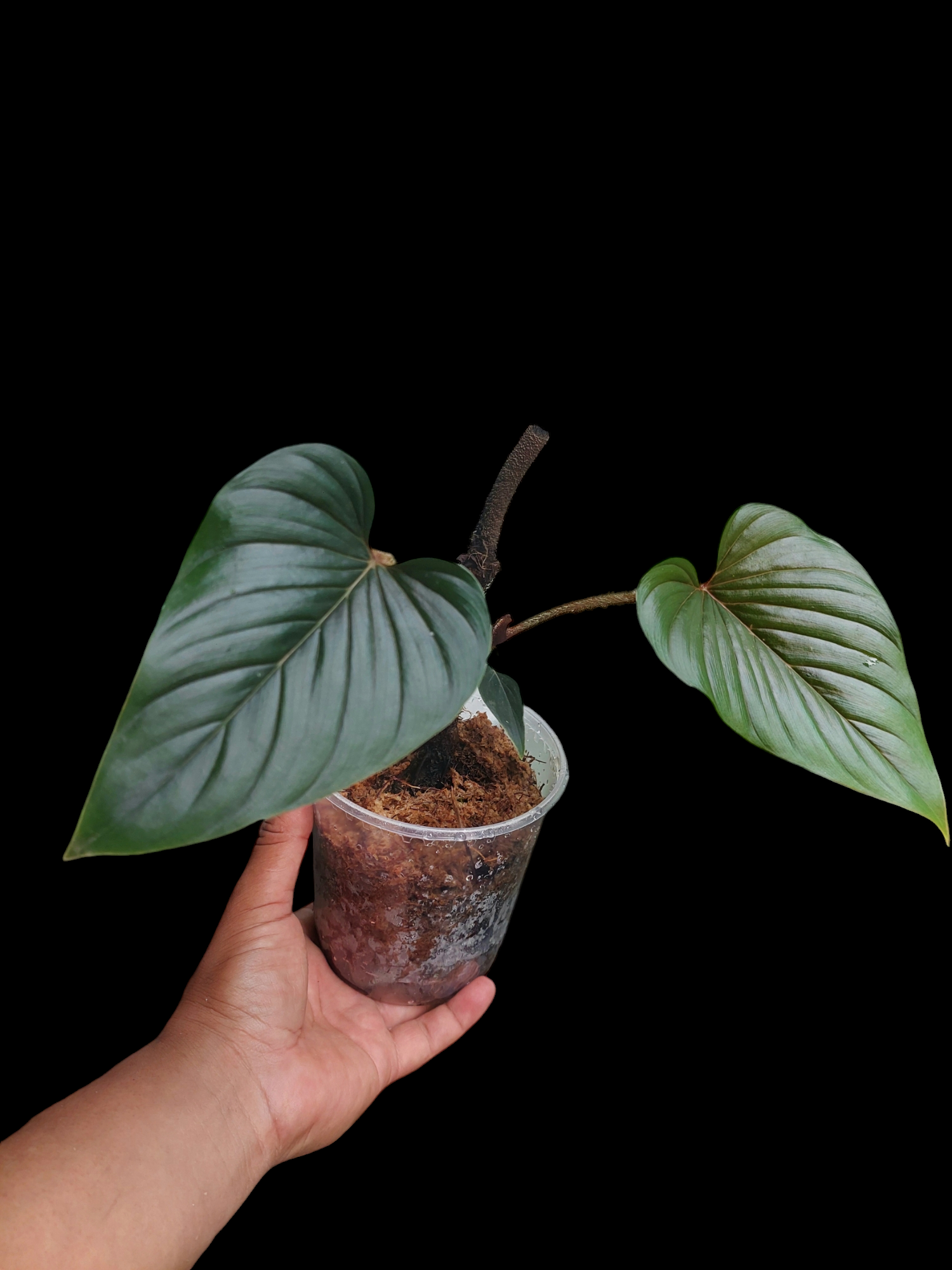 serpens philodendron Amazon Plants Peru