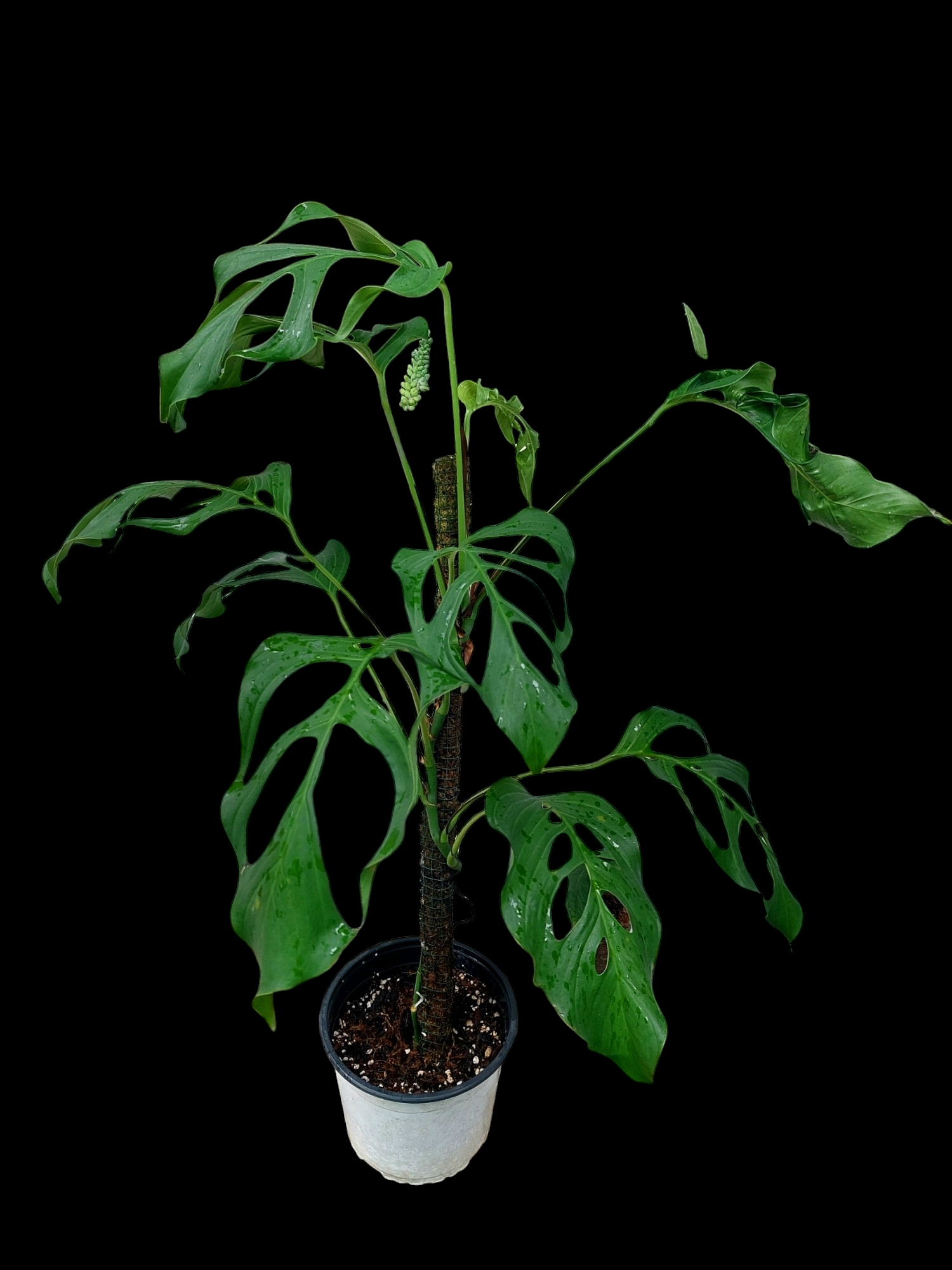 amazon monstera plant Monstera Filamentous Peru Wild Ecoype BIG PLANT (EXACT PLANT)