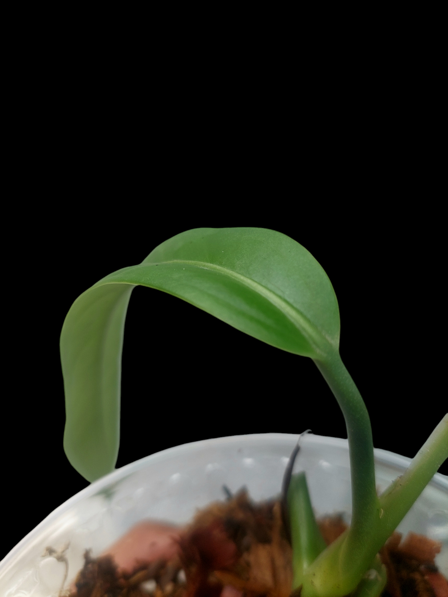 Anthurium Ceronii Wild Ecotype (EXACT PLANT)