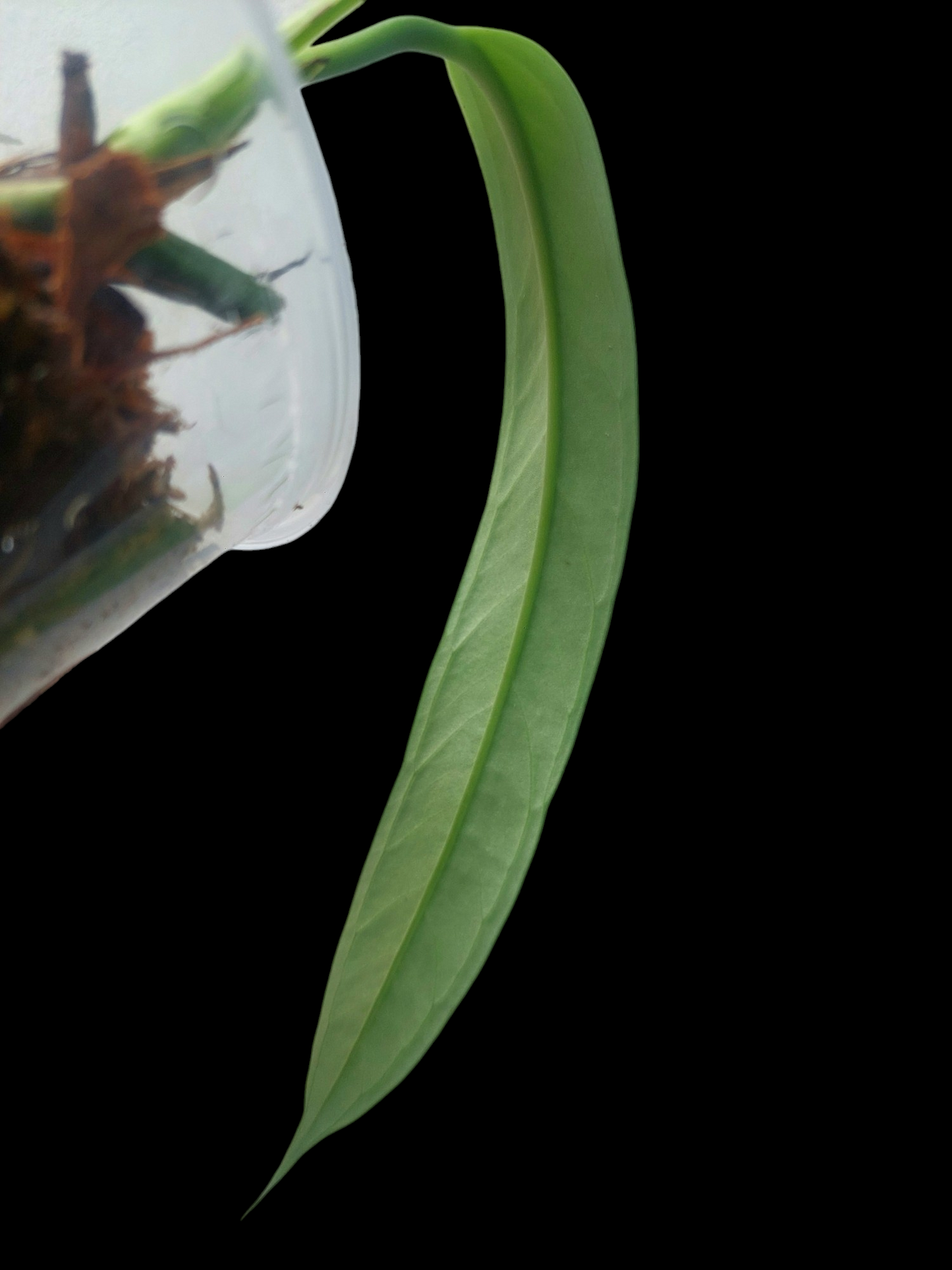 Anthurium Ceronii Wild Ecotype (EXACT PLANT)