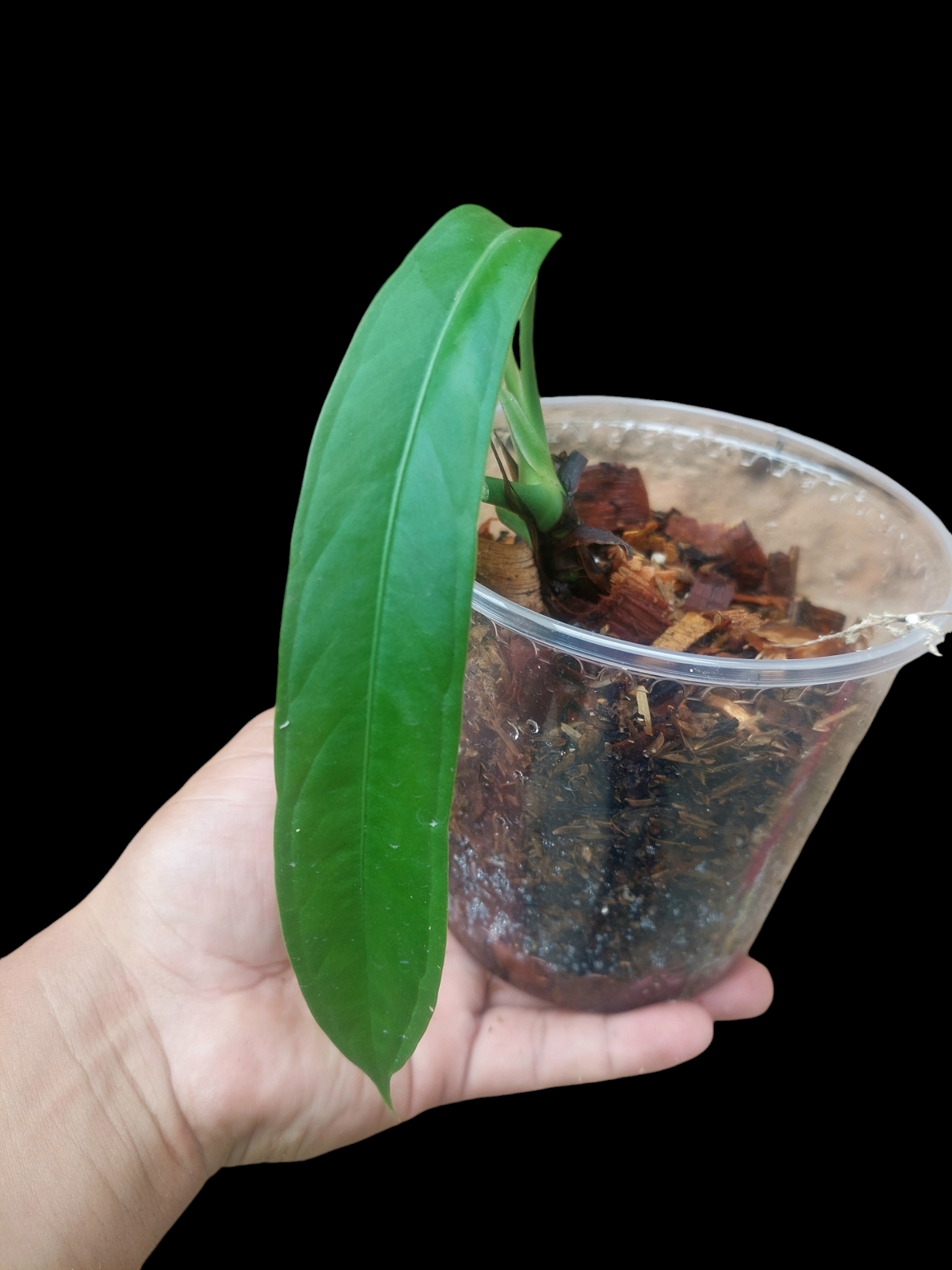 Anthurium Ceronii Wild Ecotype (EXACT PLANT)