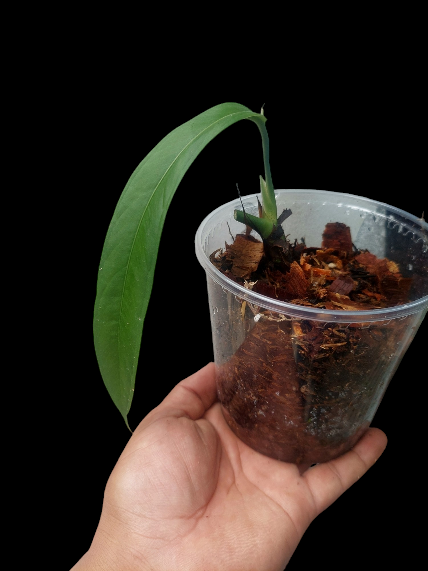 anthurium ceronii Anthurium Ceronii Wild Ecotype (EXACT PLANT)