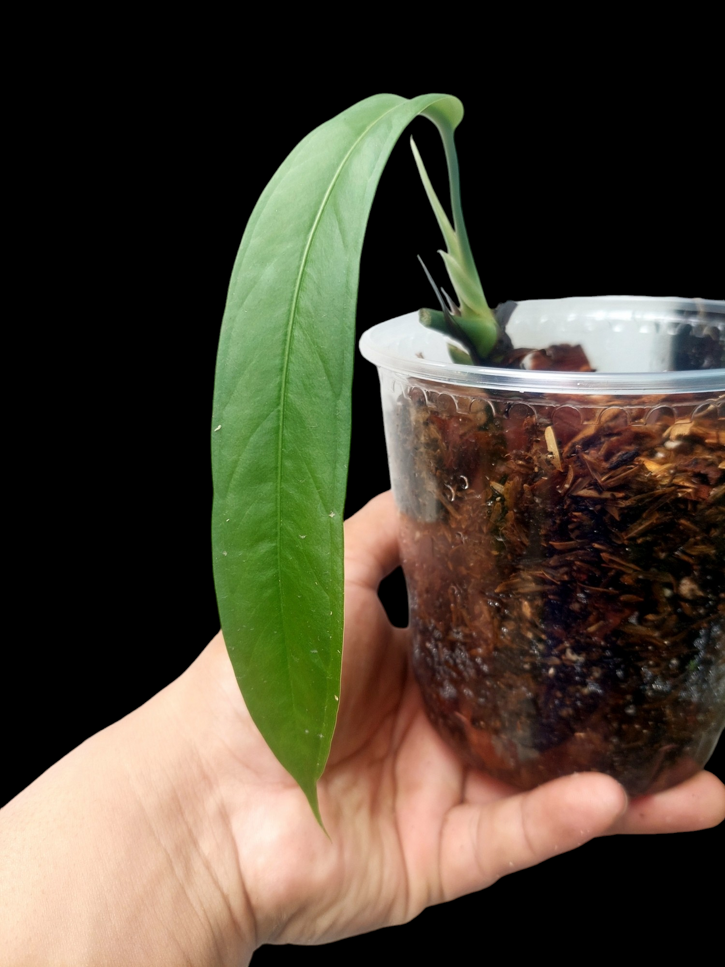 Anthurium Ceronii Wild Ecotype (EXACT PLANT)