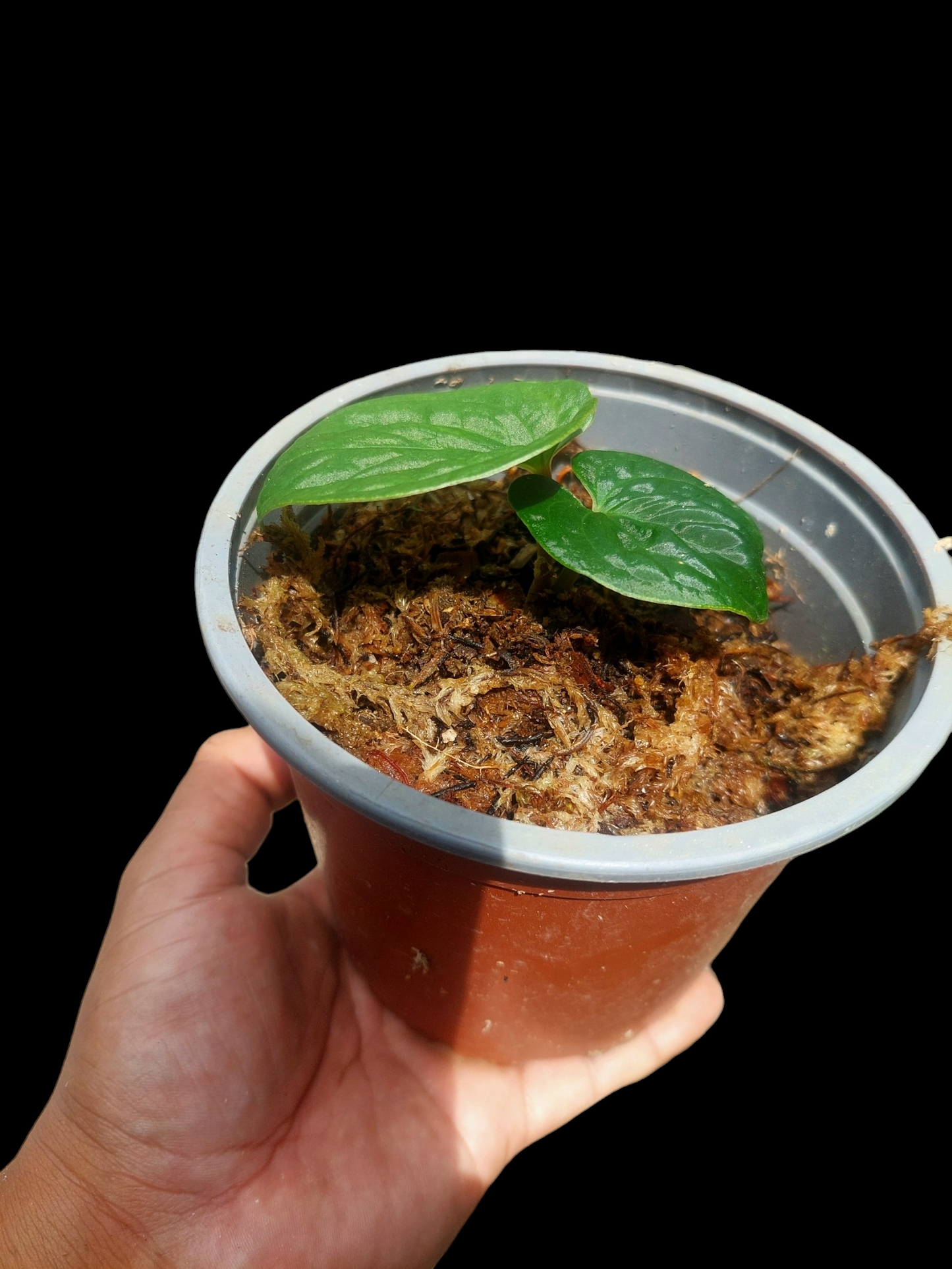 Anthurium sp. 'Huanuco Velvet' XSmall Size Wild Ecotype (EXACT PLANT)