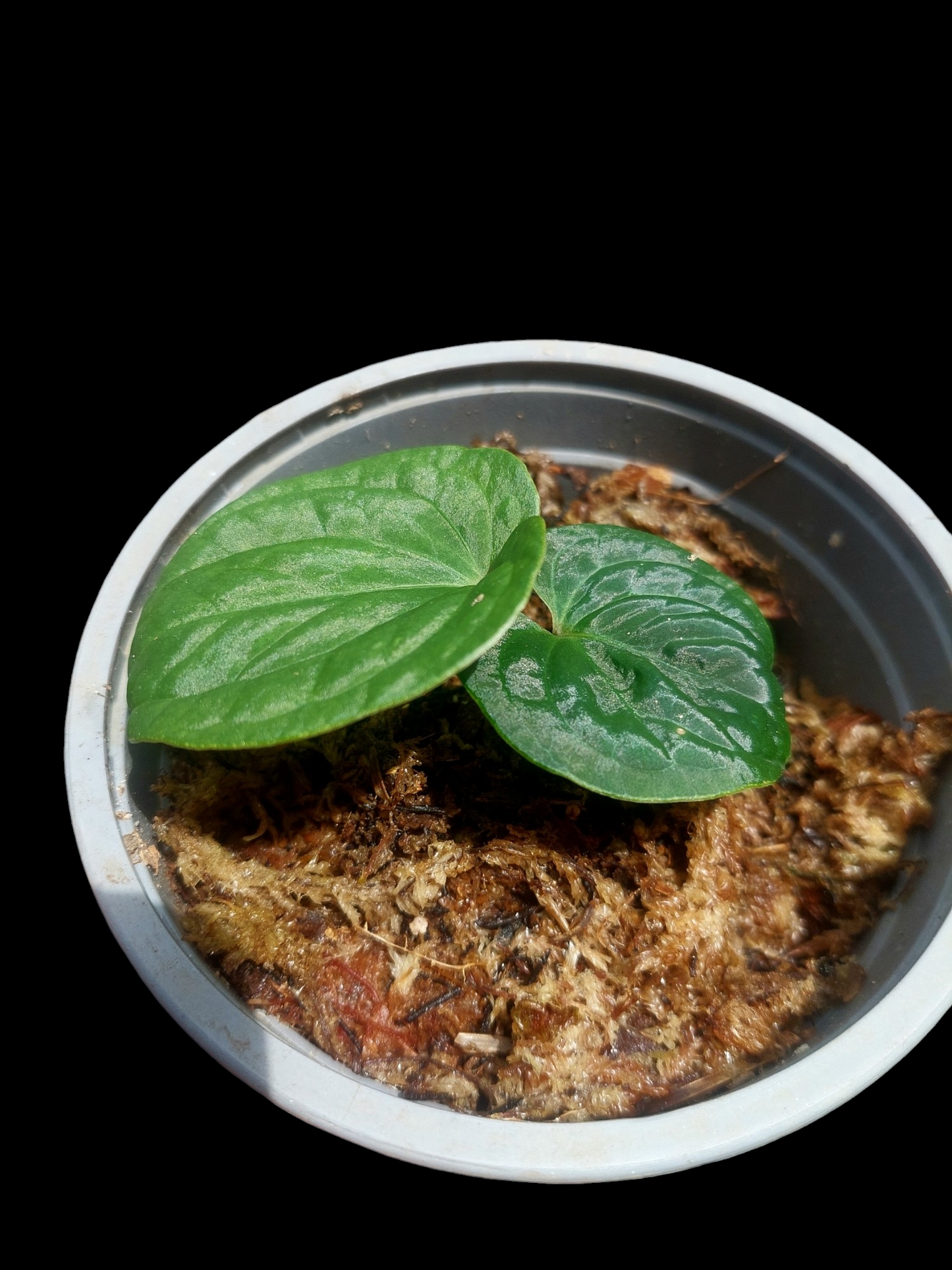 Anthurium sp. 'Huanuco Velvet' XSmall Size Wild Ecotype (EXACT PLANT)