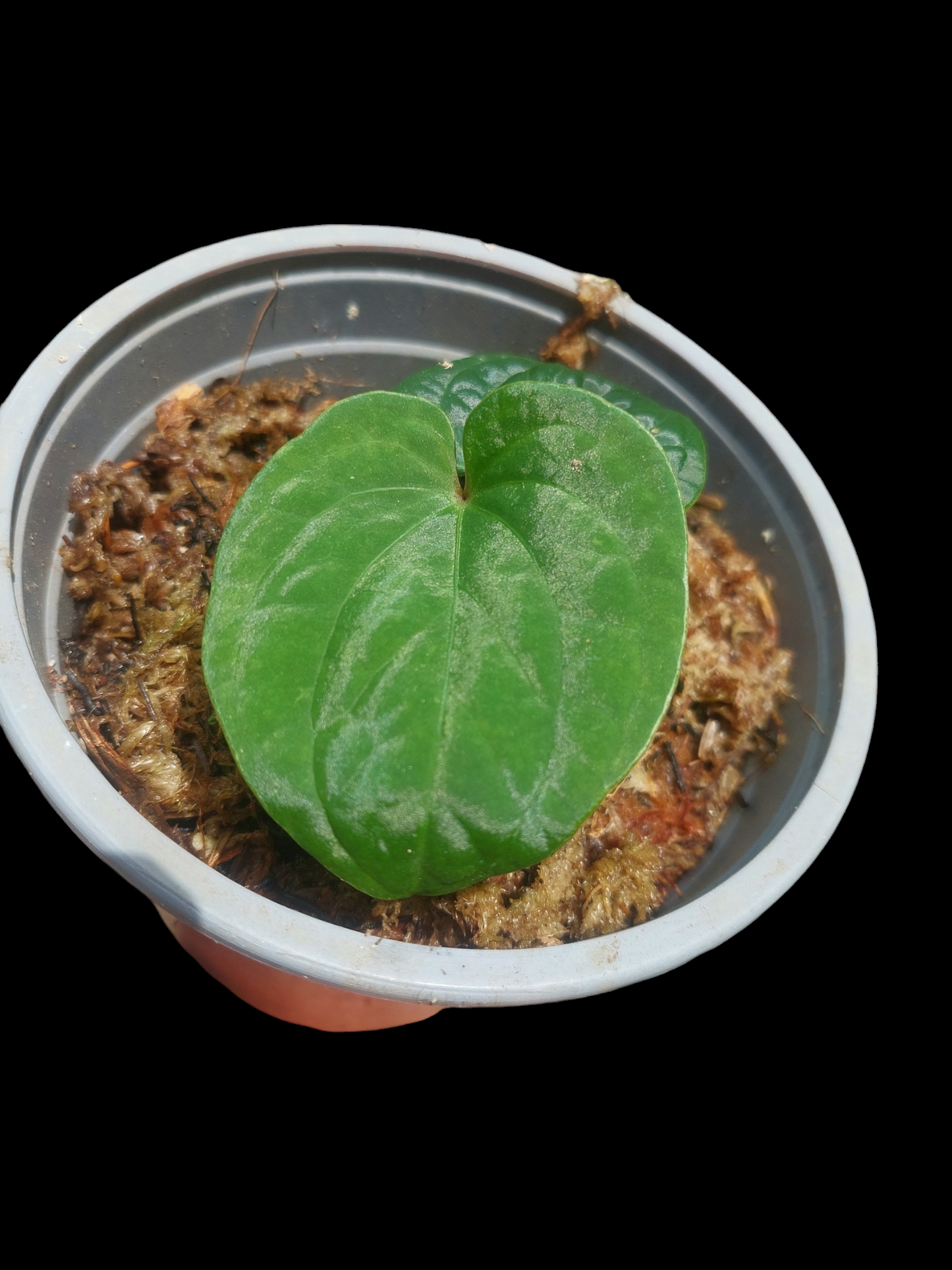 Anthurium sp. 'Huanuco Velvet' XSmall Size Wild Ecotype (EXACT PLANT)