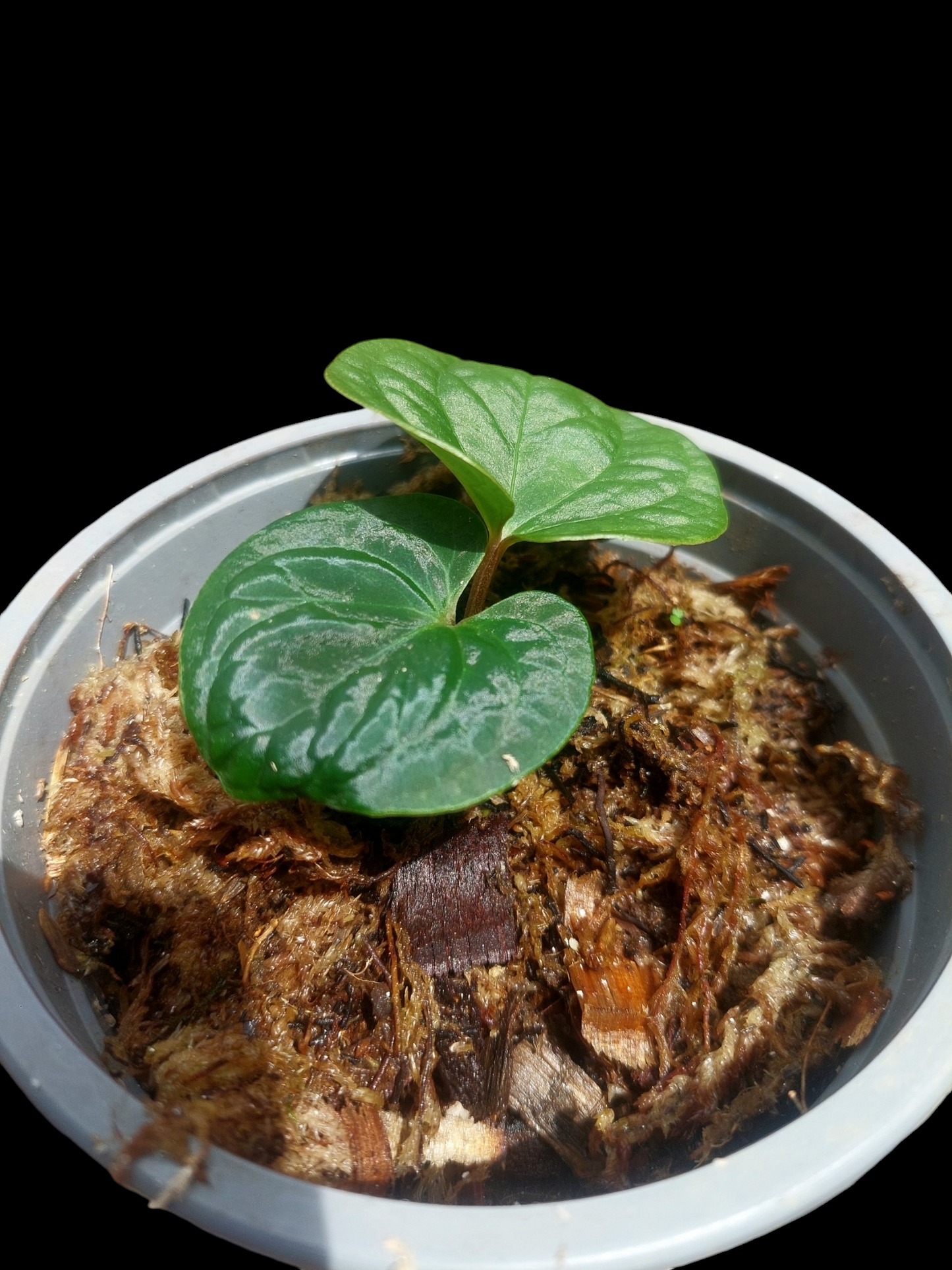 Anthurium sp. 'Huanuco Velvet' XSmall Size Wild Ecotype (EXACT PLANT)