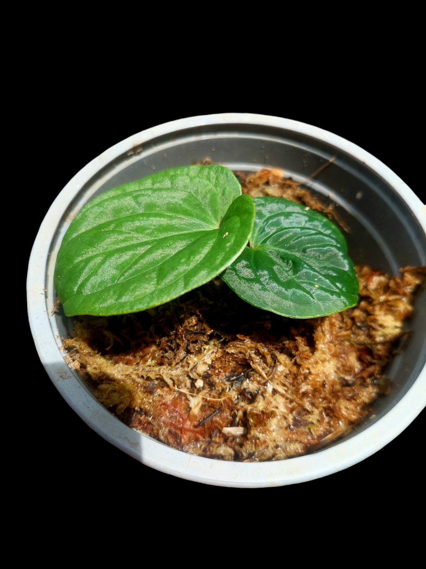 Anthurium sp. 'Huanuco Velvet' XSmall Size Wild Ecotype (EXACT PLANT)