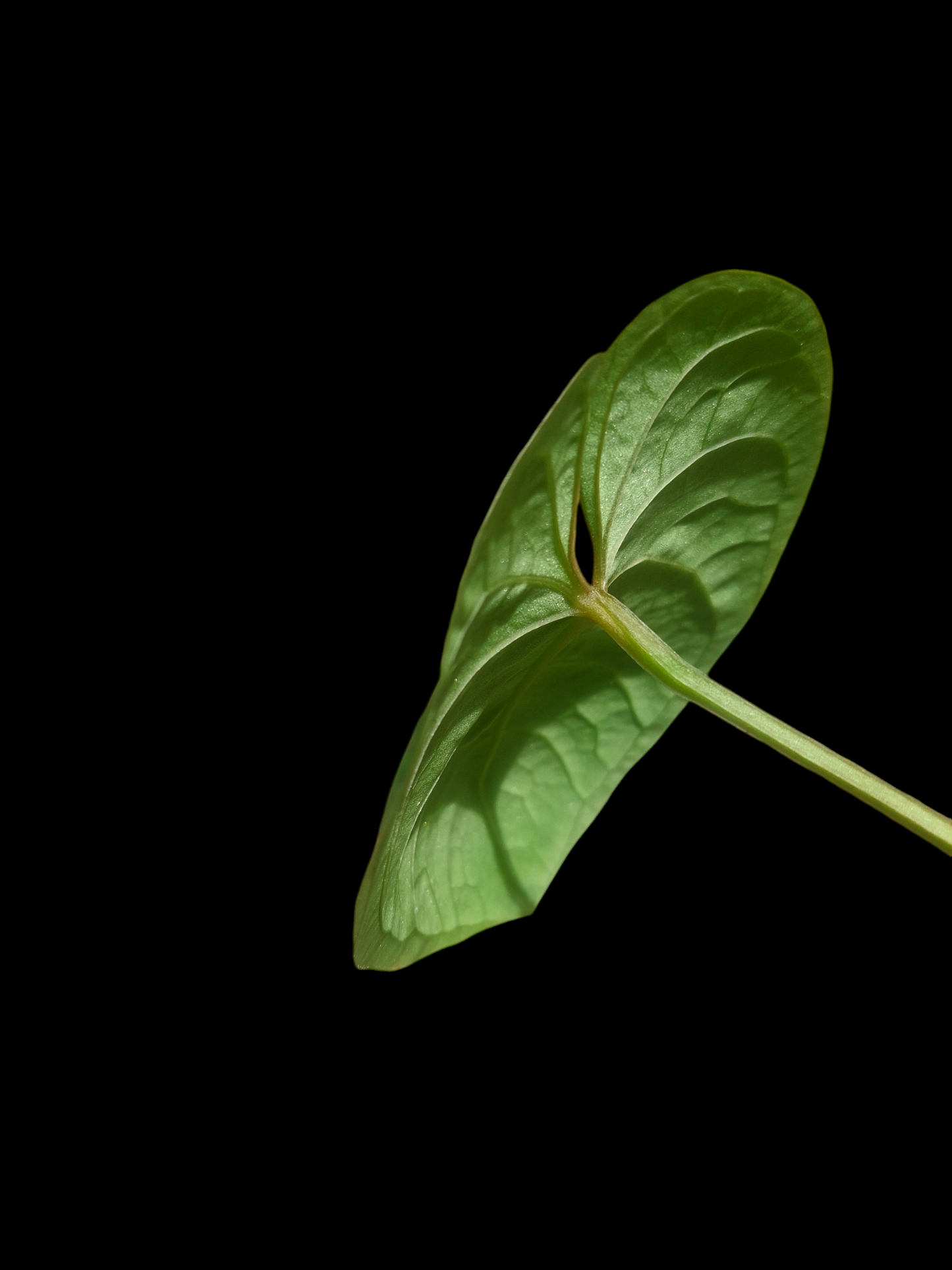 Anthurium sp. 'Huanuco Velvet' Wild Ecotype 1 Leaf  (EXACT PLANT)