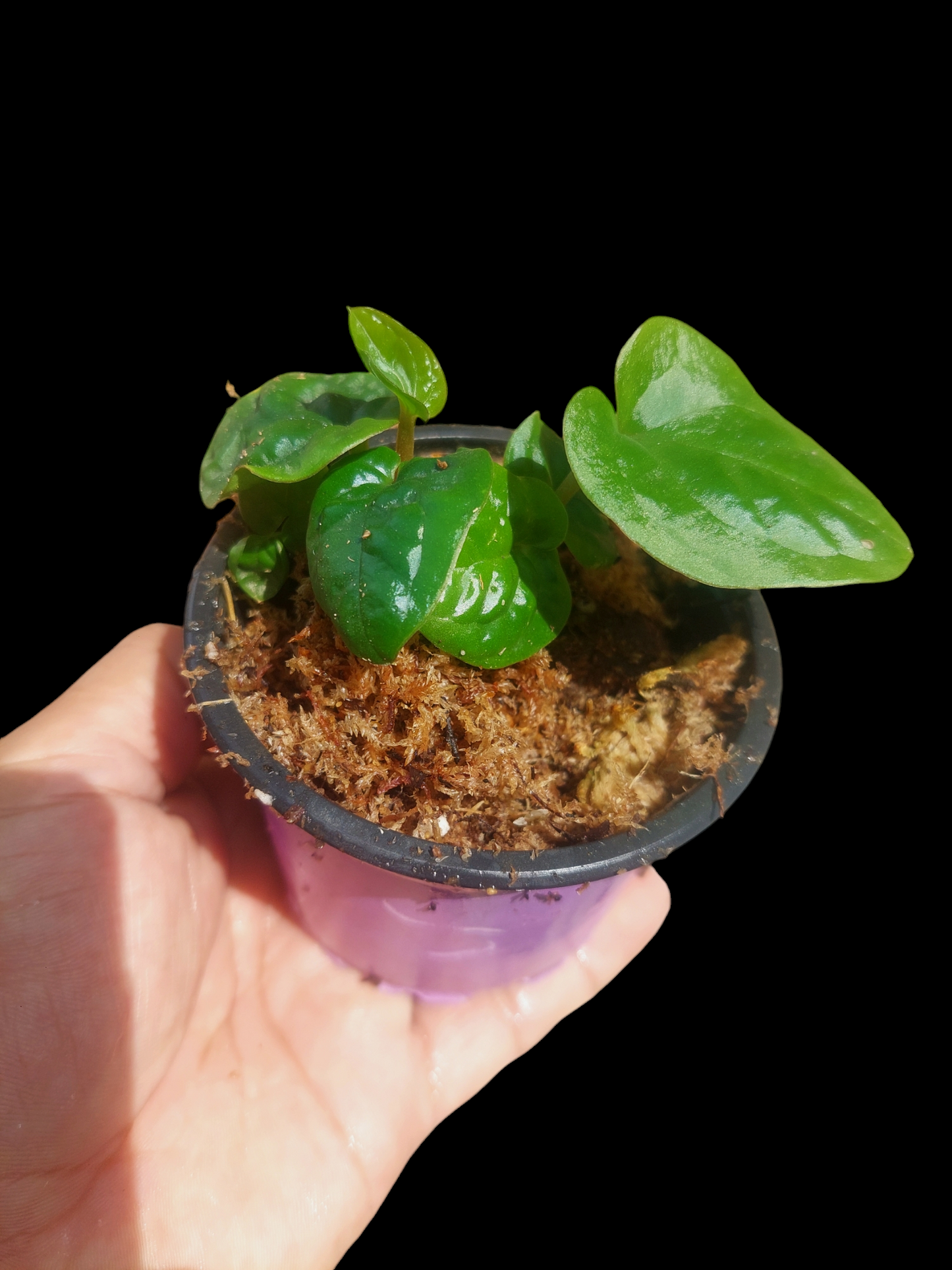 Anthurium Dressleri "Rio Guanche" 7 Leaves XSmall Size Wild Ecotype (EXACT PLANT)