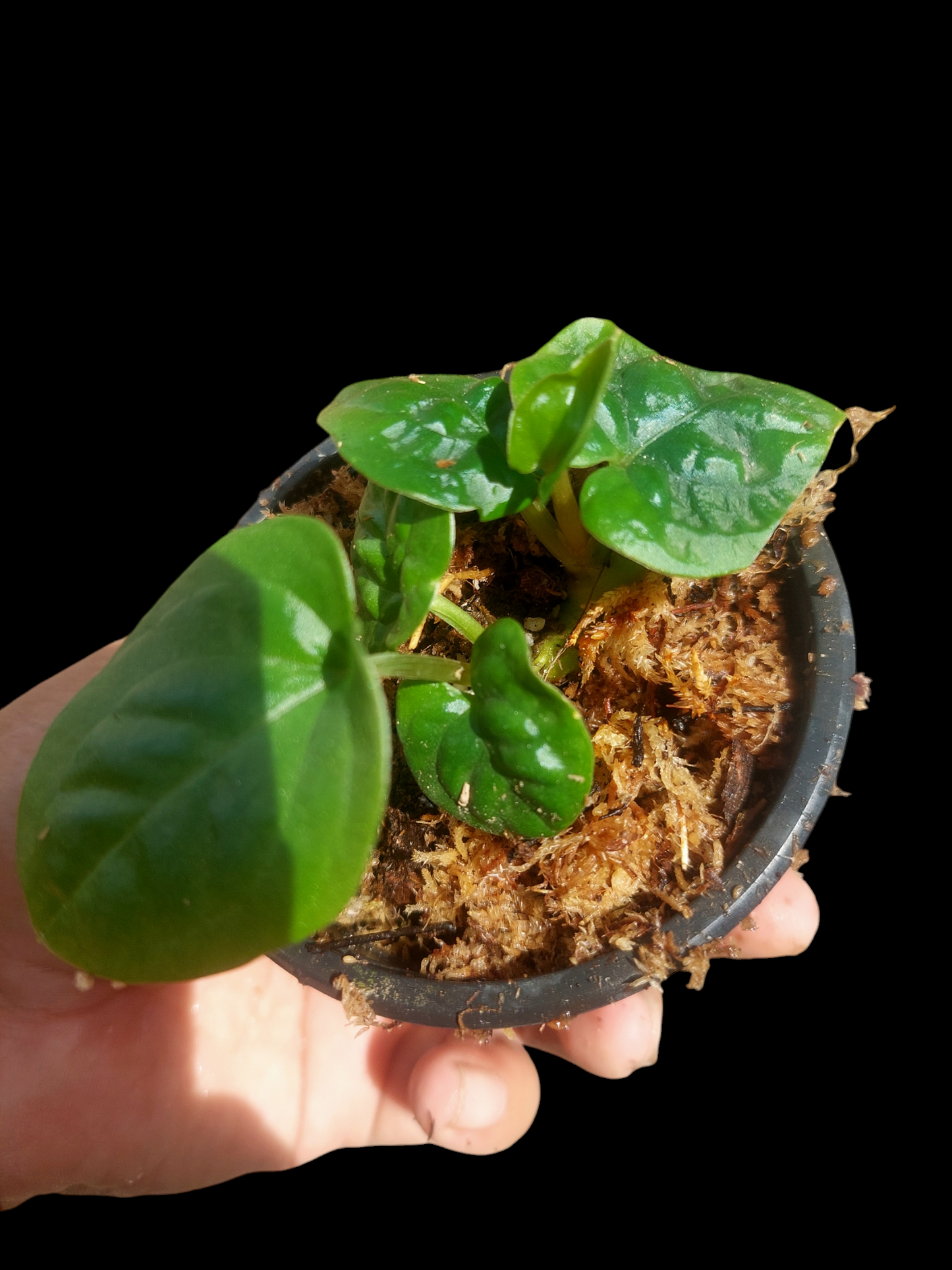 Anthurium Dressleri "Rio Guanche" 7 Leaves XSmall Size Wild Ecotype (EXACT PLANT)