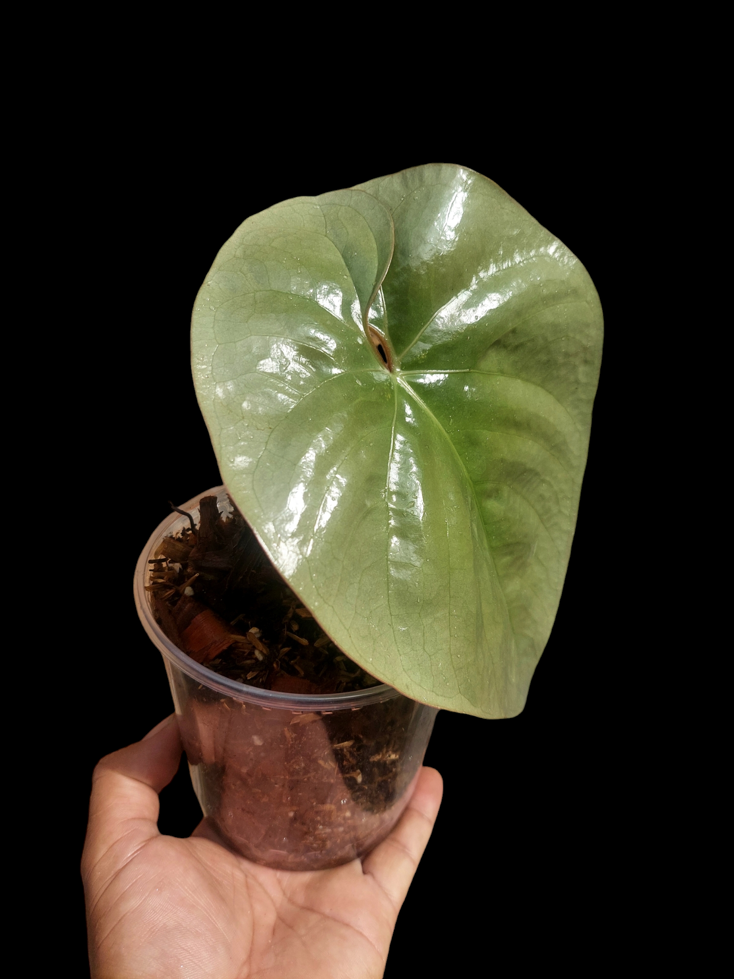 anthurium silver peru Anthurium sp. Silver Peru BIG PLANT Wild Ecotype (EXACT PLANT)