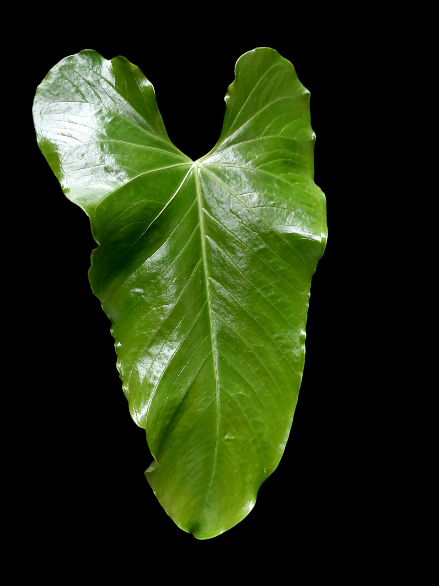 Anthurium sp. "Dragon´s Flame"(EXACT PLANT)