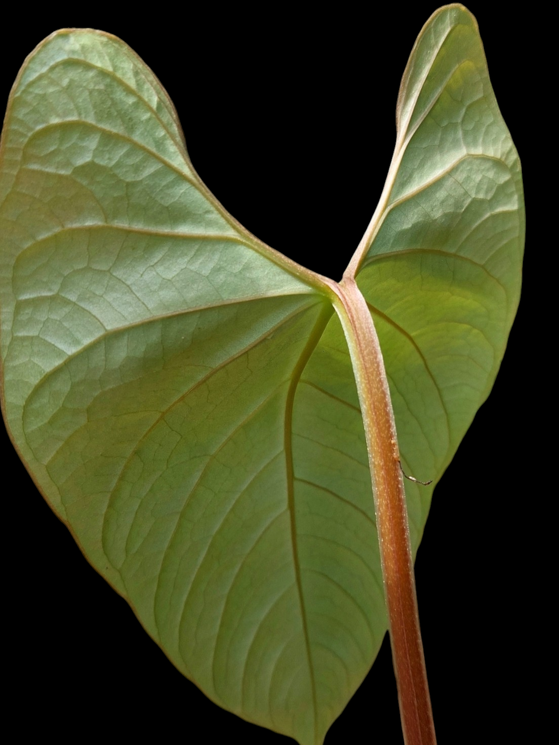 Anthurium sp. 'Huanuco Velvet' 2 Leaves (EXACT PLANT)