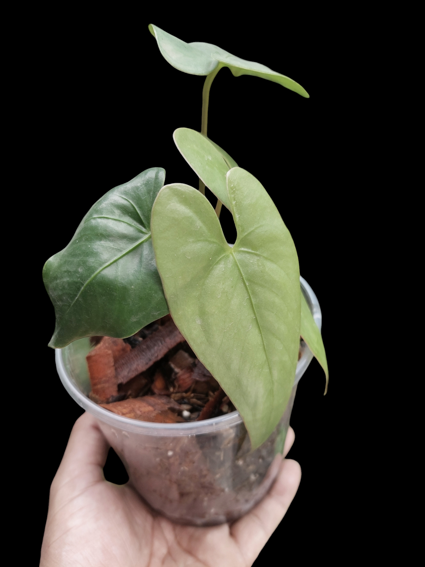 Anthurium sp. 'Shapaja Silver' 4 Leaves Small Size (EXACT PLANT)