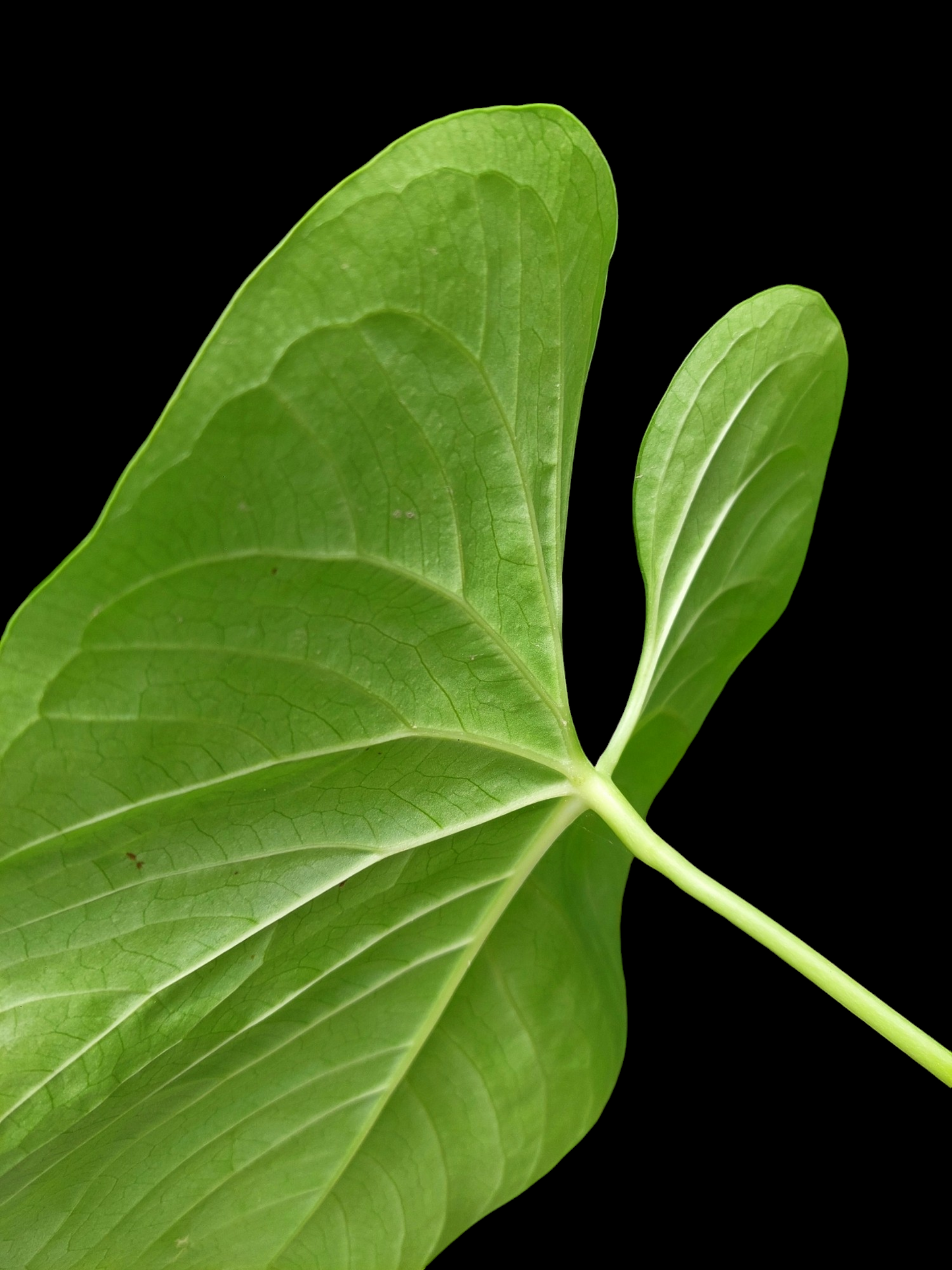 Anthurium sp. "Titan" (EXACT PLANT)