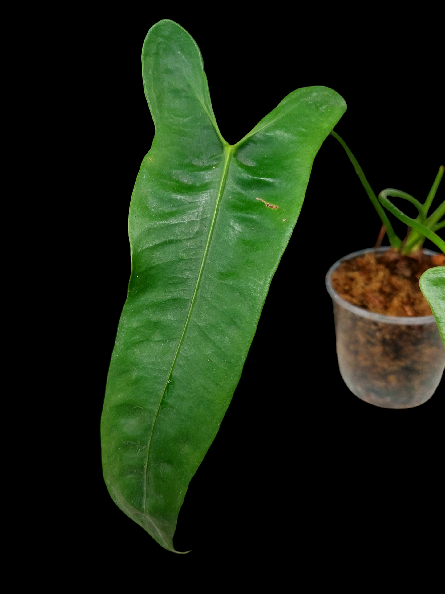 Anthurium Longissimilobum The "Spiritus Sancti" of Anthuriums LARGE SIZE (EXACT PLANT)