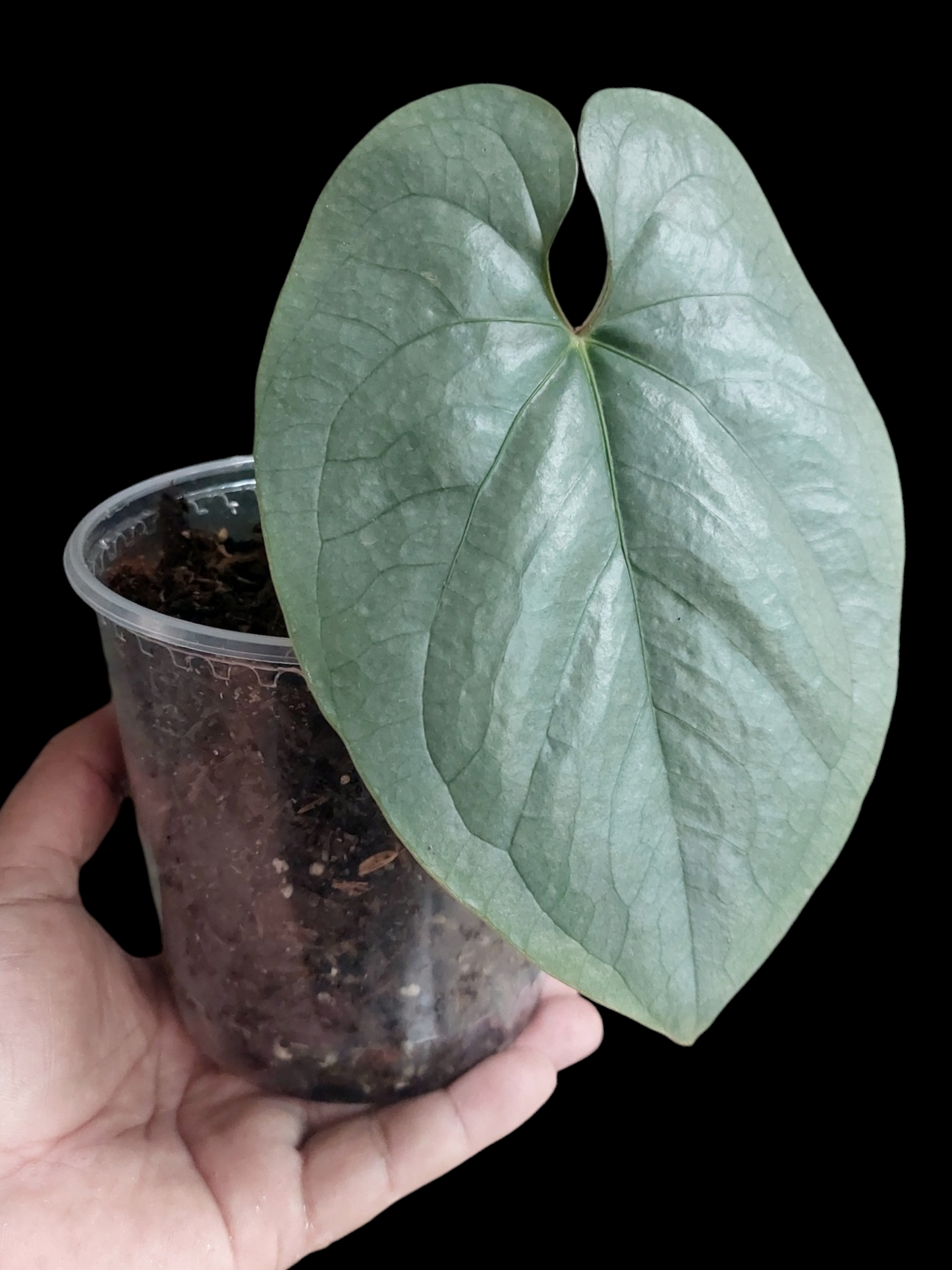 Anthurium sp. Silver Peru LARGE PLANT (EXACT PLANT)