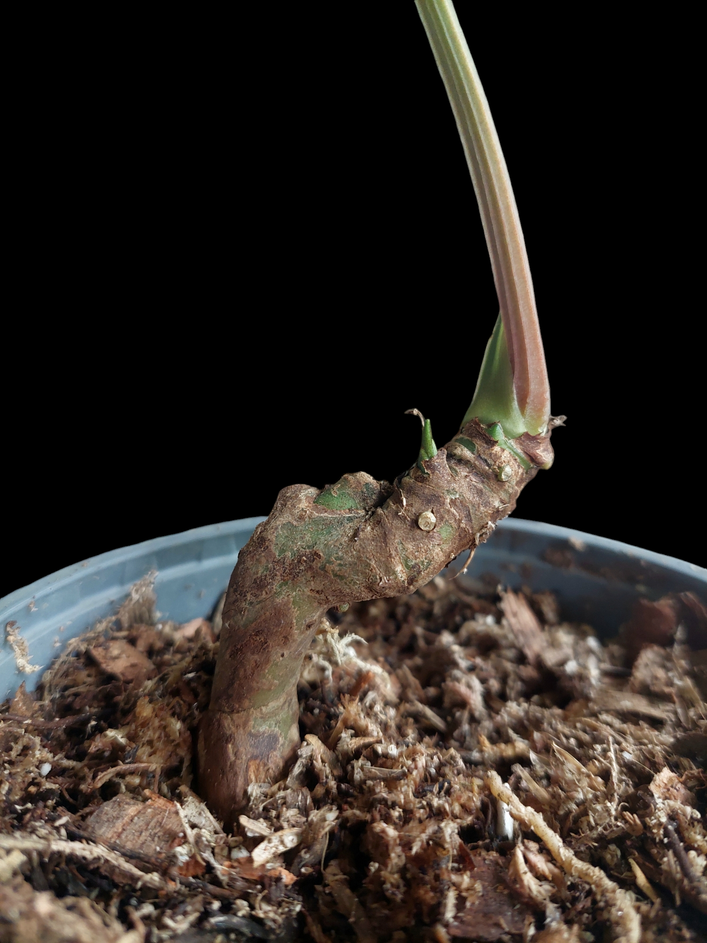 Anthurium sp. "Kunayala Glow" Wild Ecotype Pure Specie (EXACT PLANT)