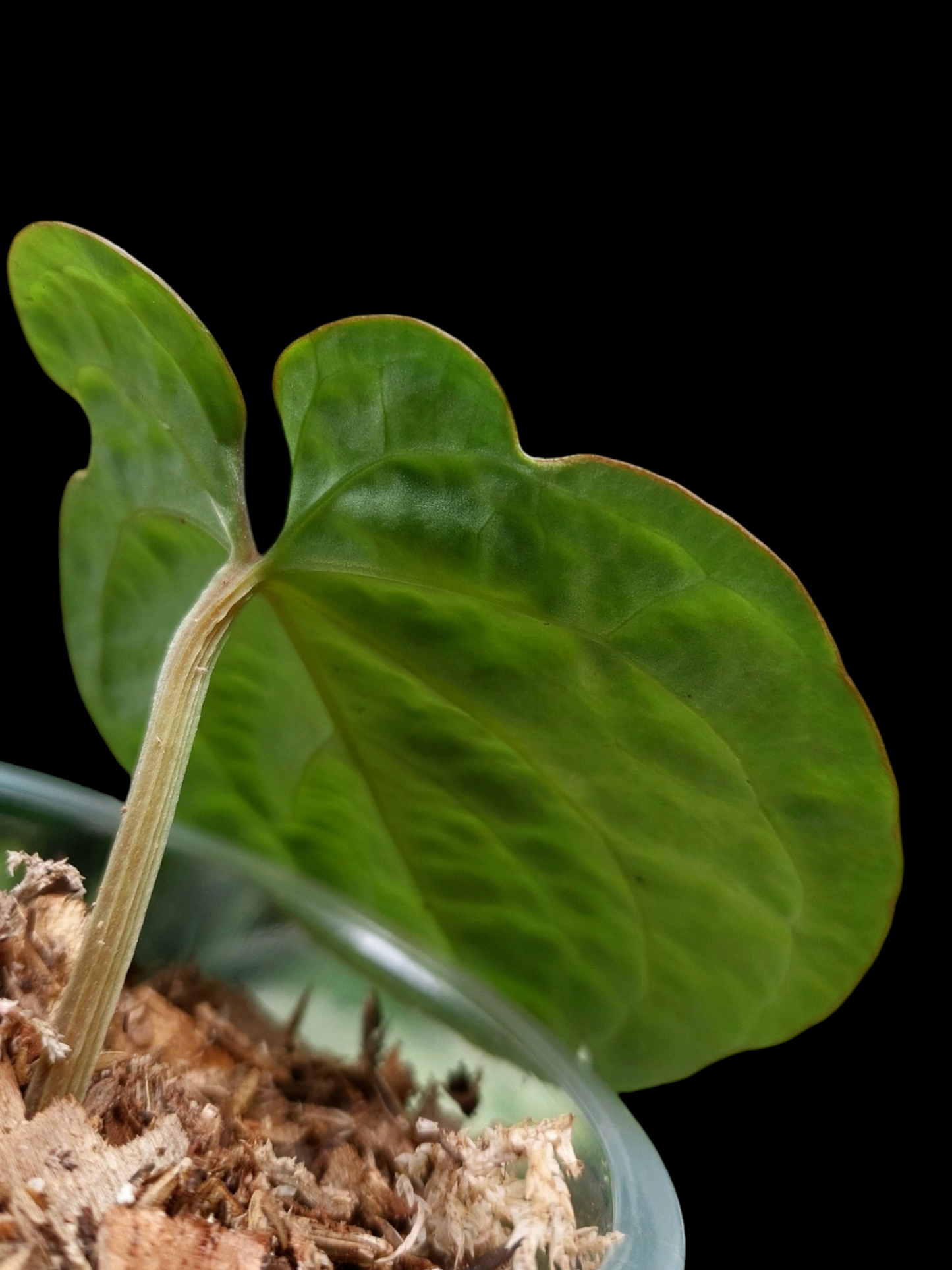Anthurium Dressleri 'San Blas' Wild Ecotype (EXACT PLANT)