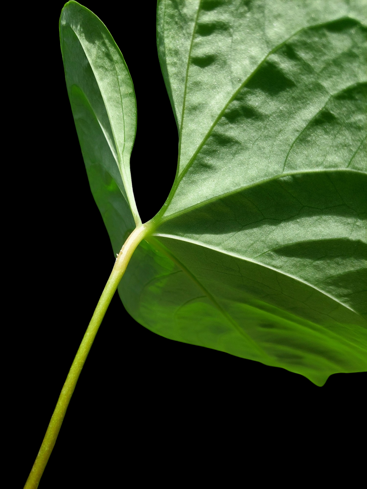 Anthurium sp. 'HuanuQuense Velvet' Wild Ecotype LARGE Size (EXACT PLANT)