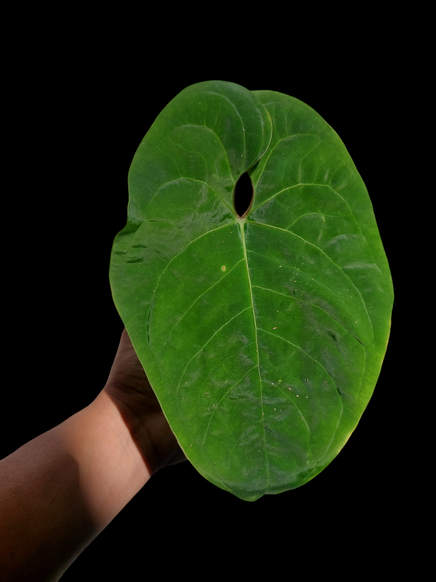 Anthurium sp. 'Huanuco Velvet' Wild Ecotype 1 Leaf  (EXACT PLANT)