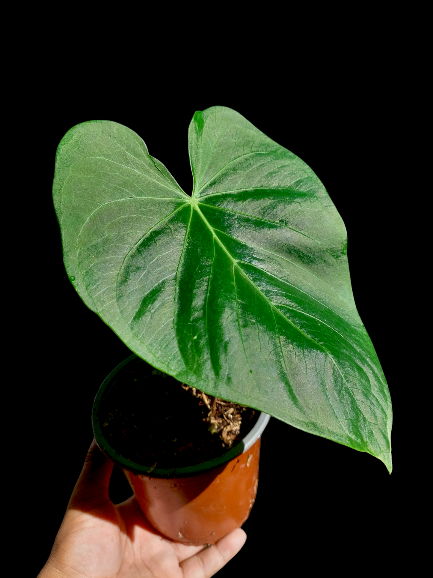 Anthurium sp. "Lush Mountain" Wild Ecotype (EXACT PLANT)
