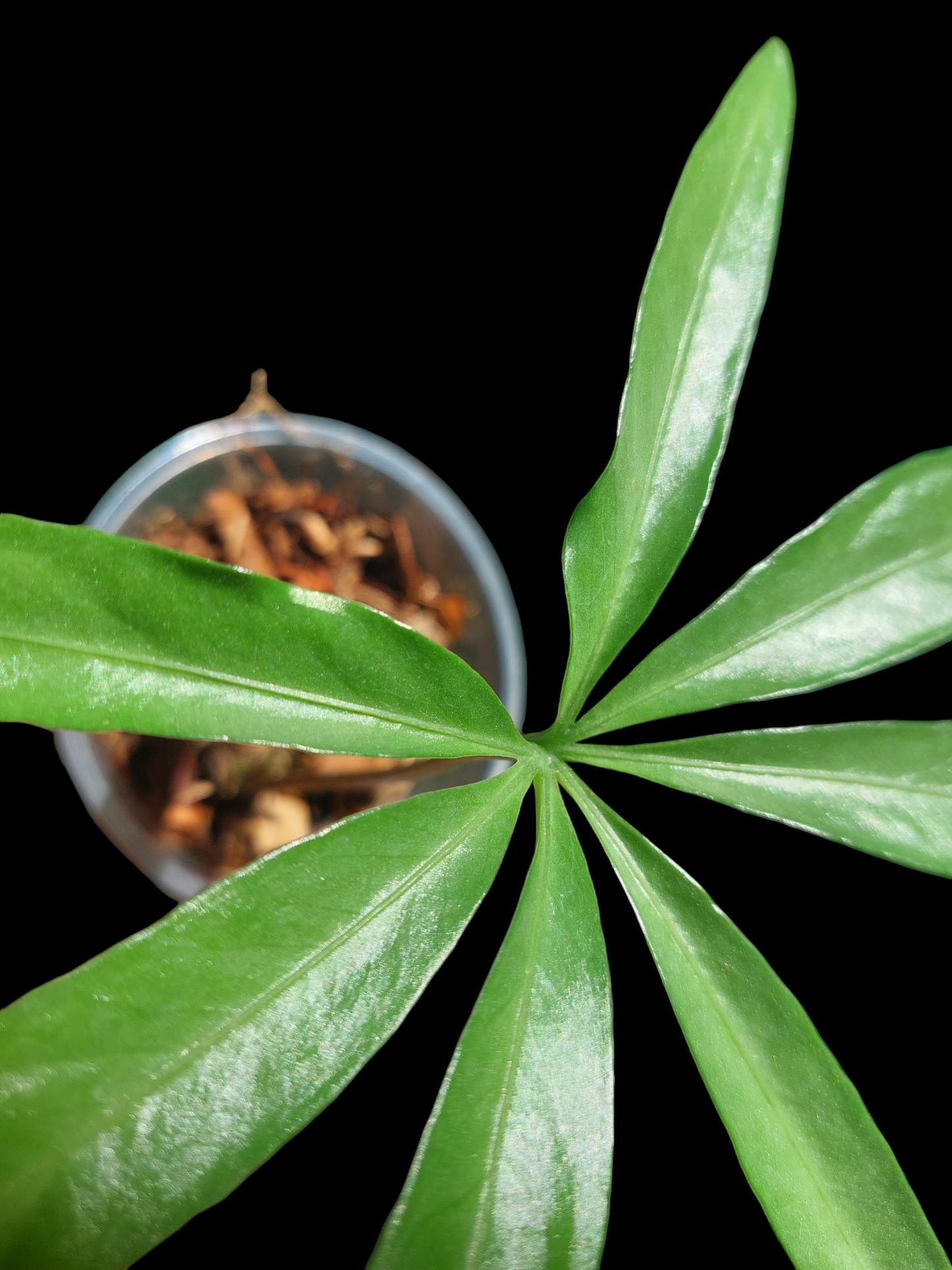 Anthurium Croatii Peru Ecotype (EXACT PLANT)