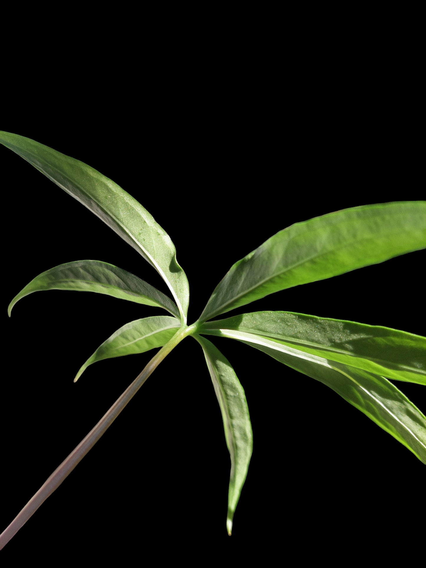 Anthurium Croatii Peru Ecotype (EXACT PLANT)