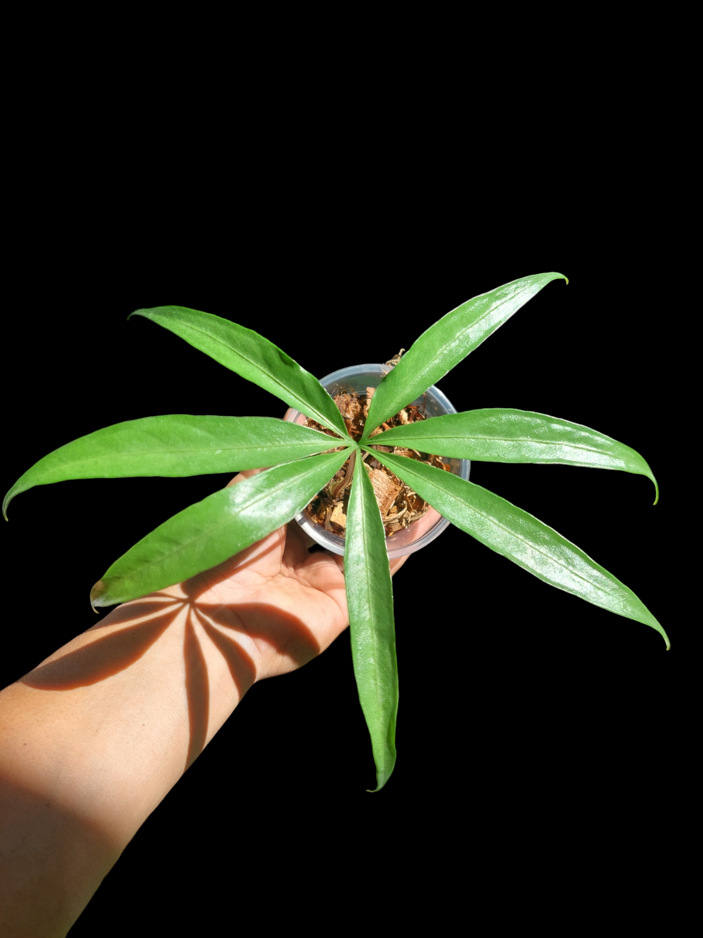 Anthurium Croatii Peru Ecotype (EXACT PLANT)