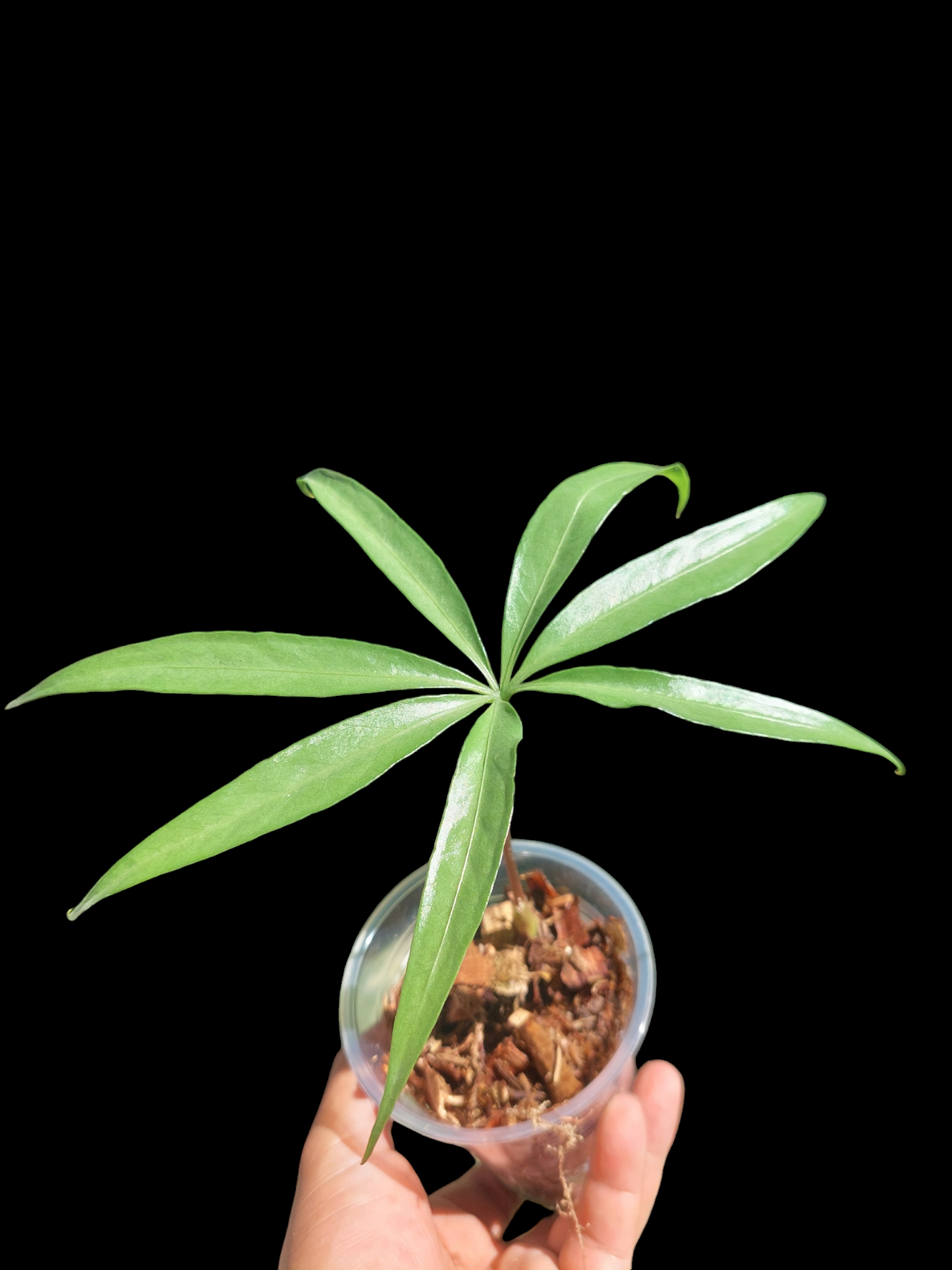 Anthurium Croatii Peru Ecotype (EXACT PLANT)